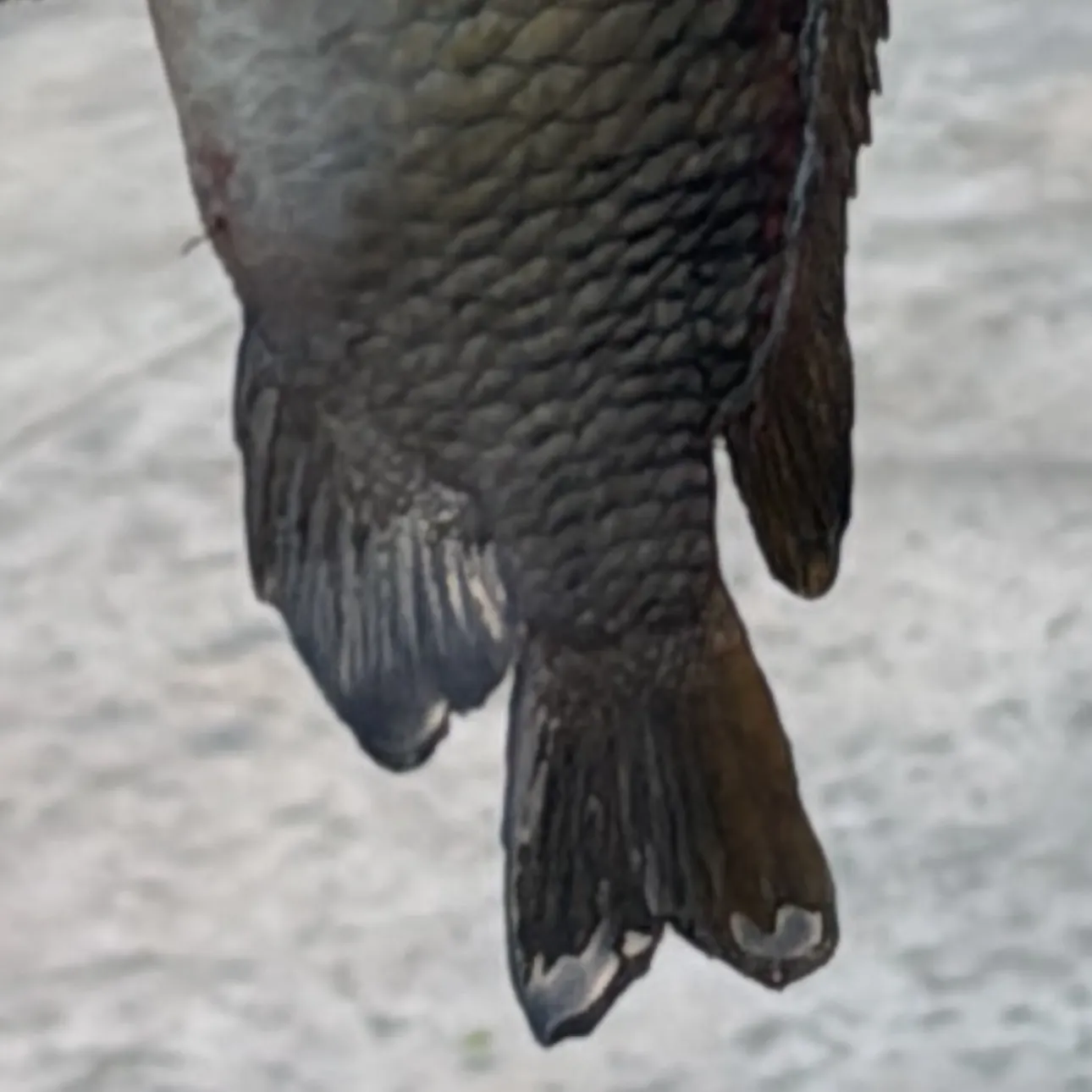 The most recent Acapulco major catches on Fishbrain