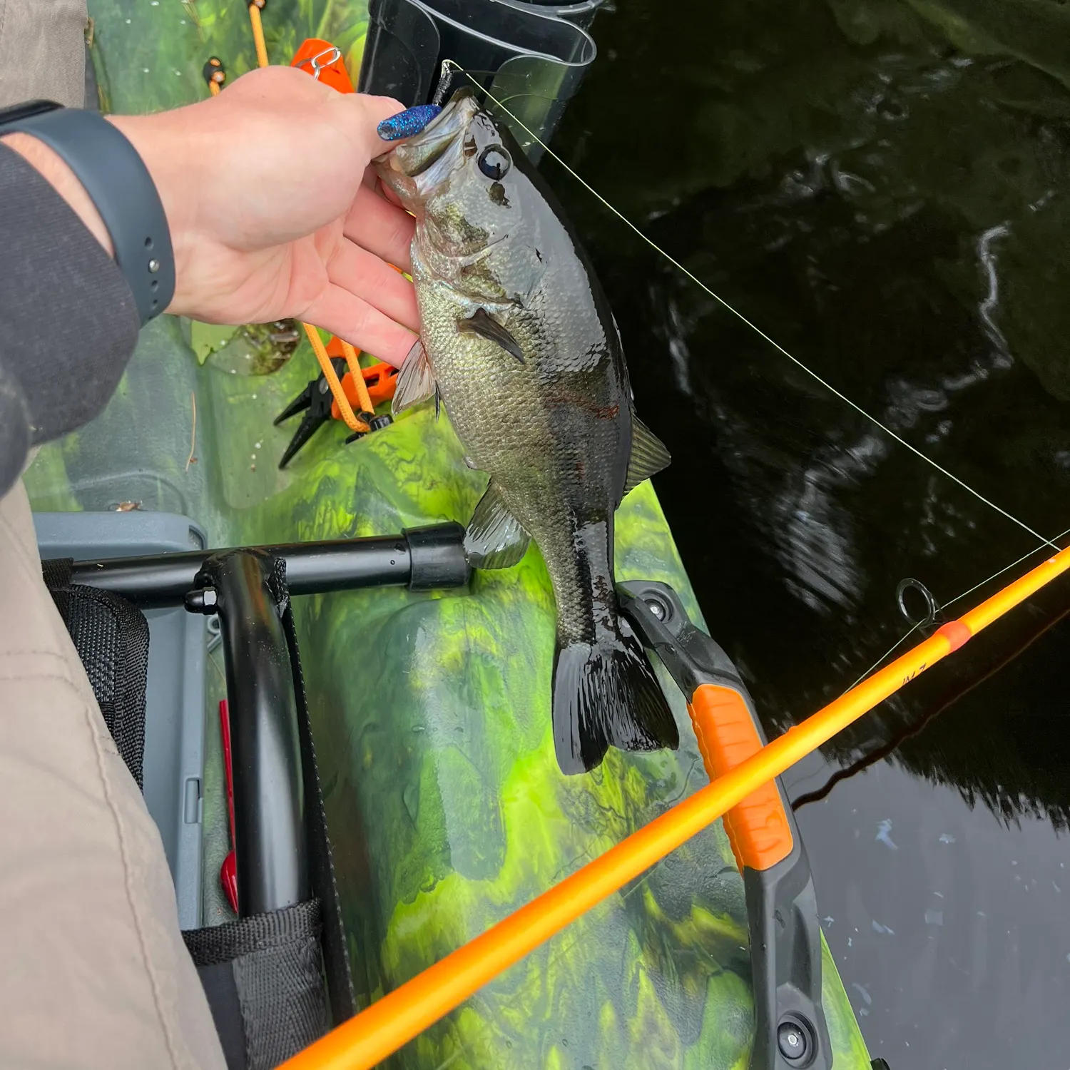 recently logged catches