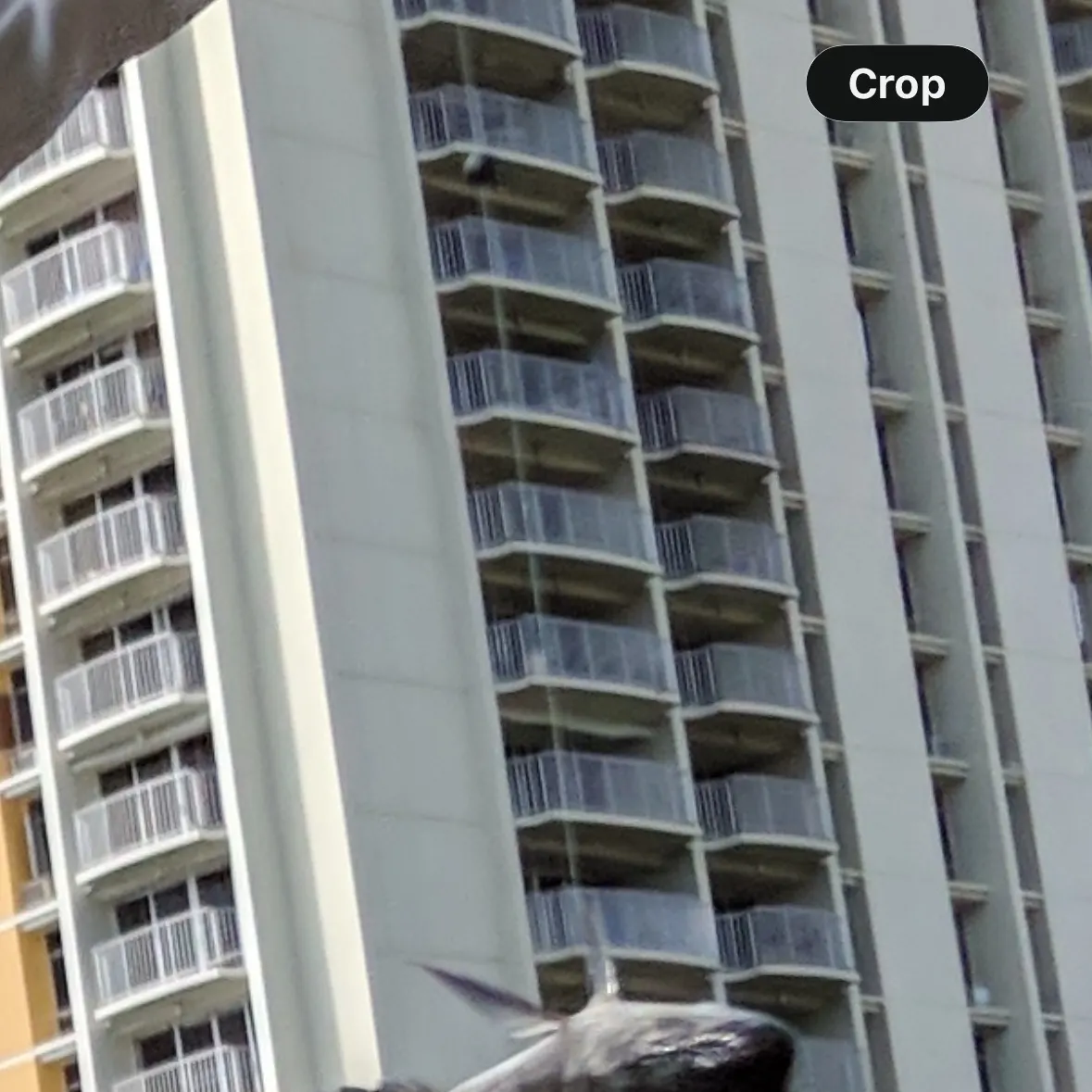 The most recent Nile tilapia catches on Fishbrain