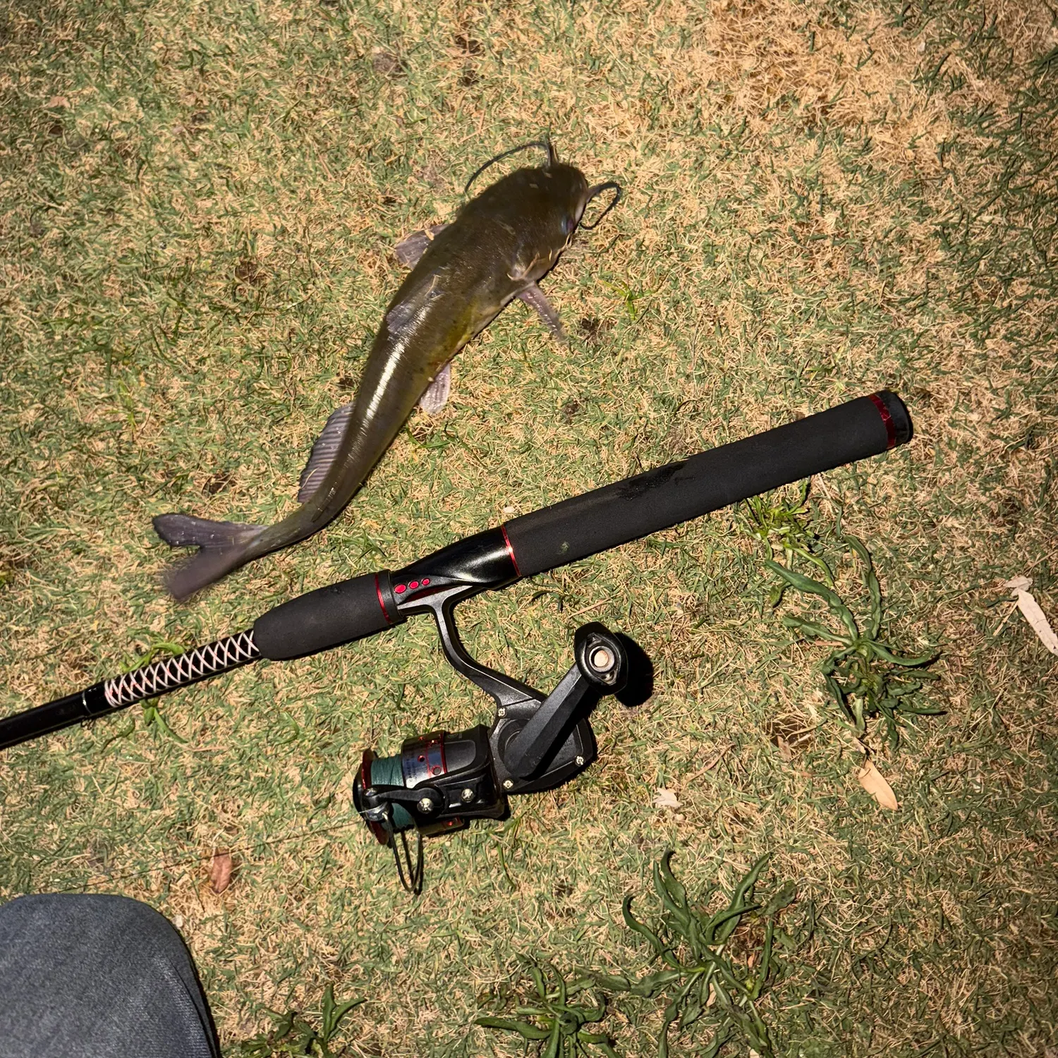The most recent Gilded catfish catches on Fishbrain