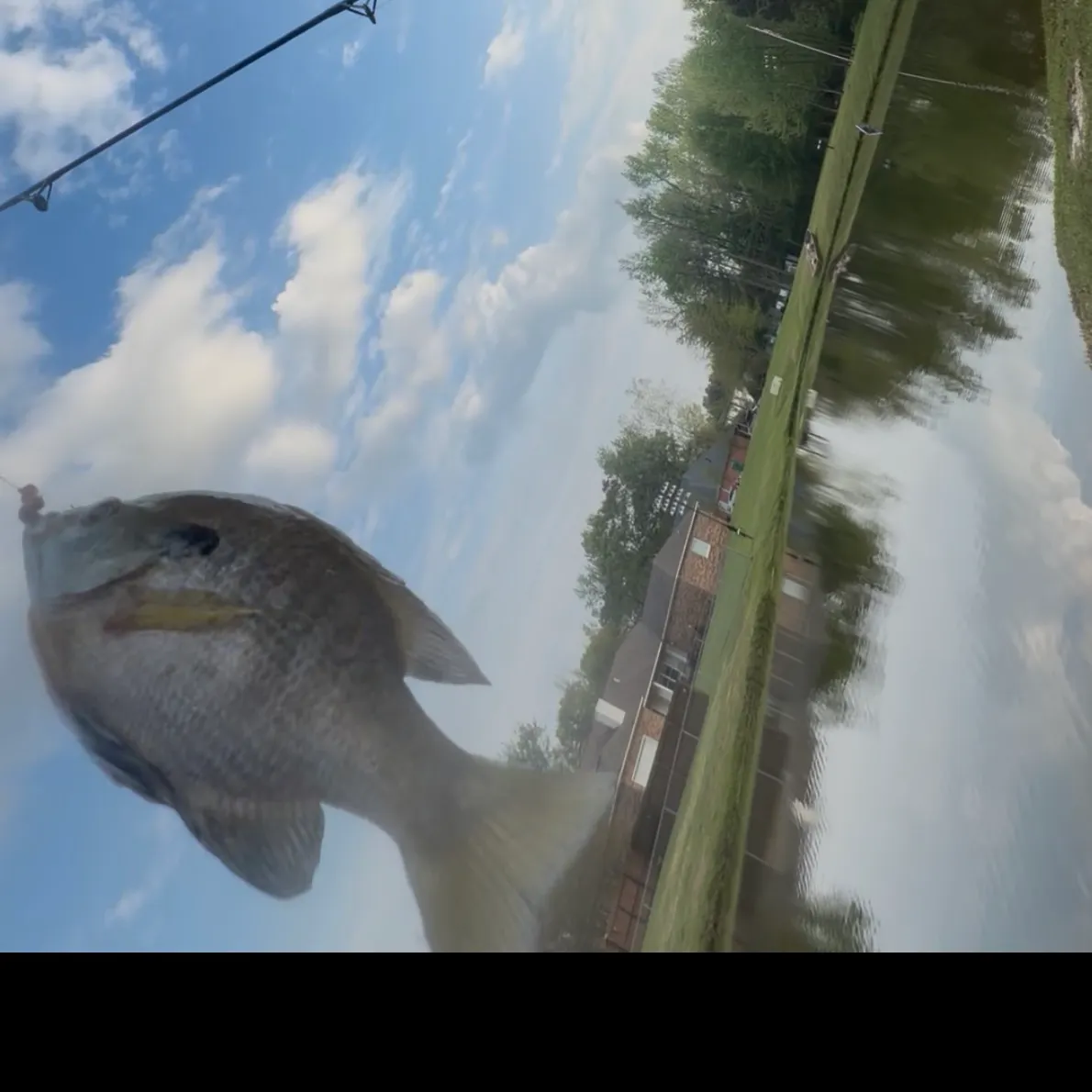 The most recent Surf bream catches on Fishbrain