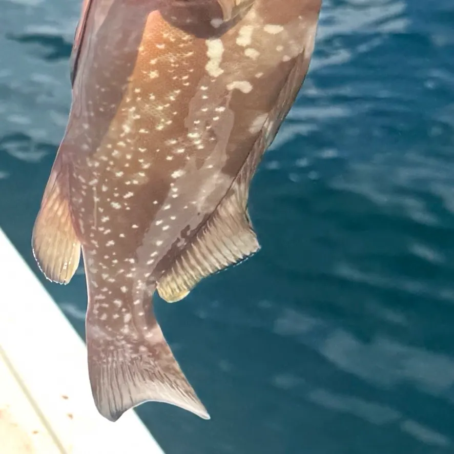 Red grouper caught on Fishbrain