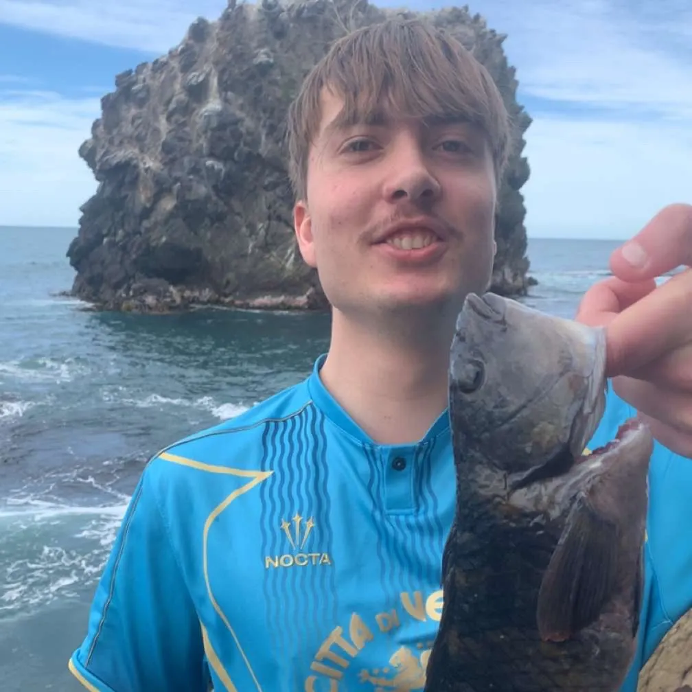 The most recent Spotty wrasse catches on Fishbrain