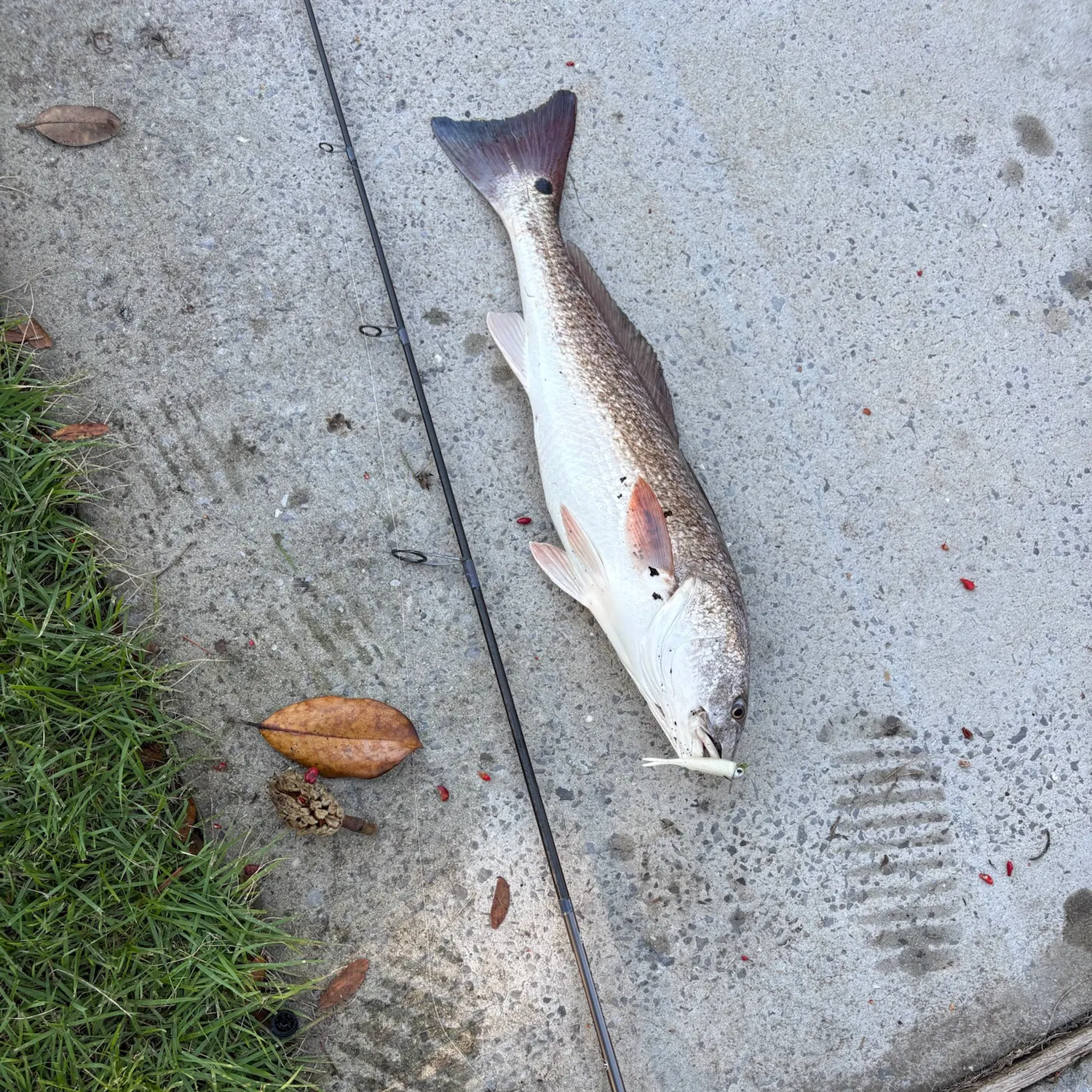 Red drum caught on Fishbrain
