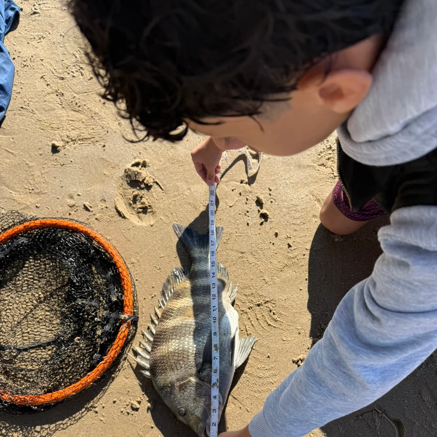 The most recent Sheepshead catches on Fishbrain