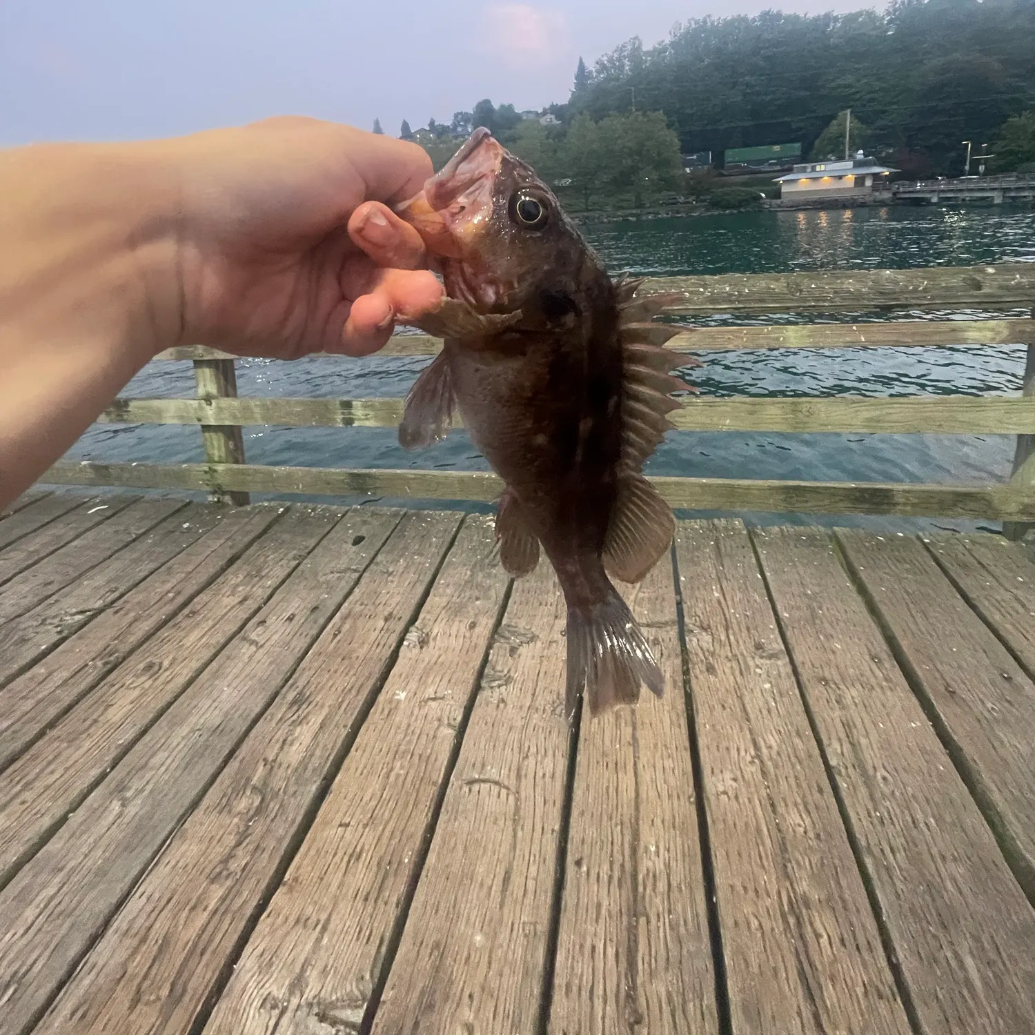 Brown rockfish caught on Fishbrain