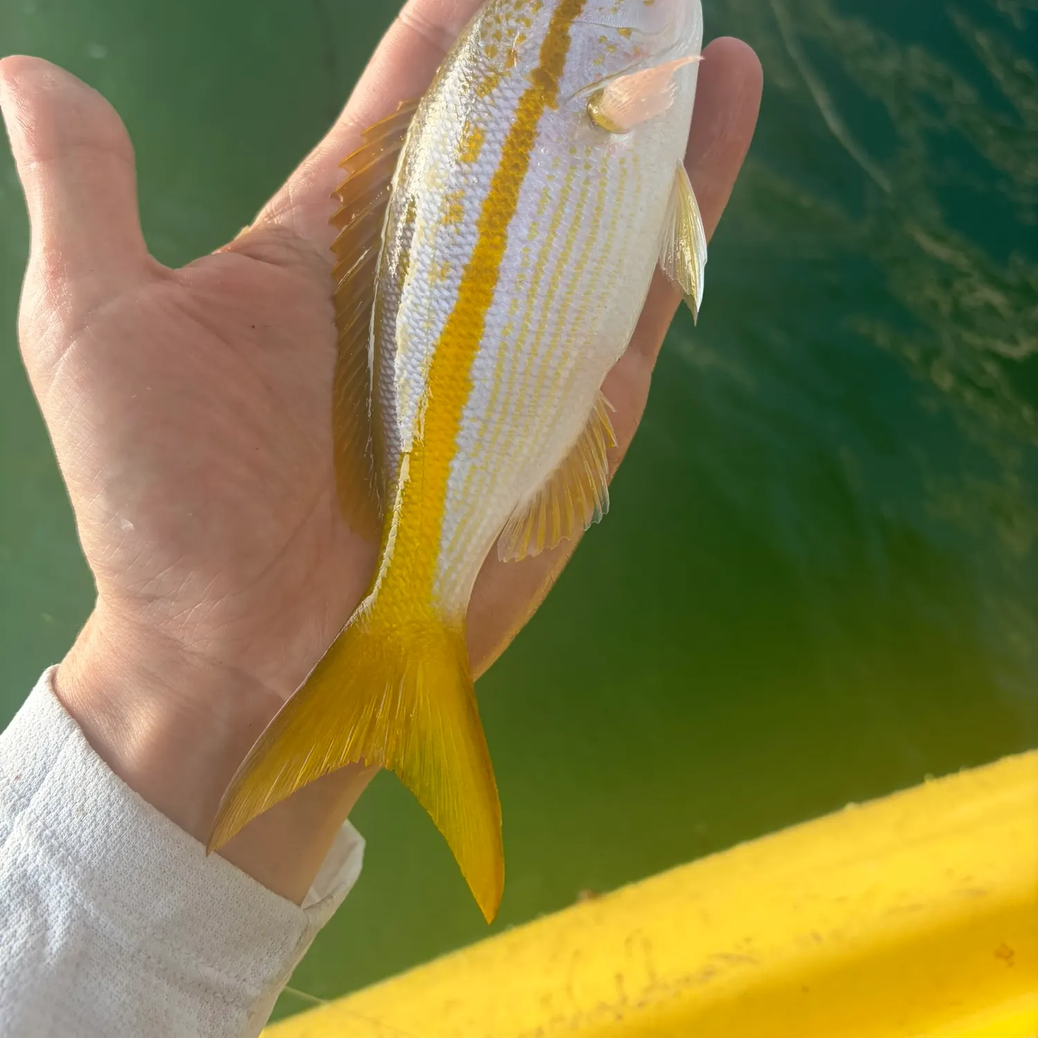 The most recent Yellowtail snapper catches on Fishbrain