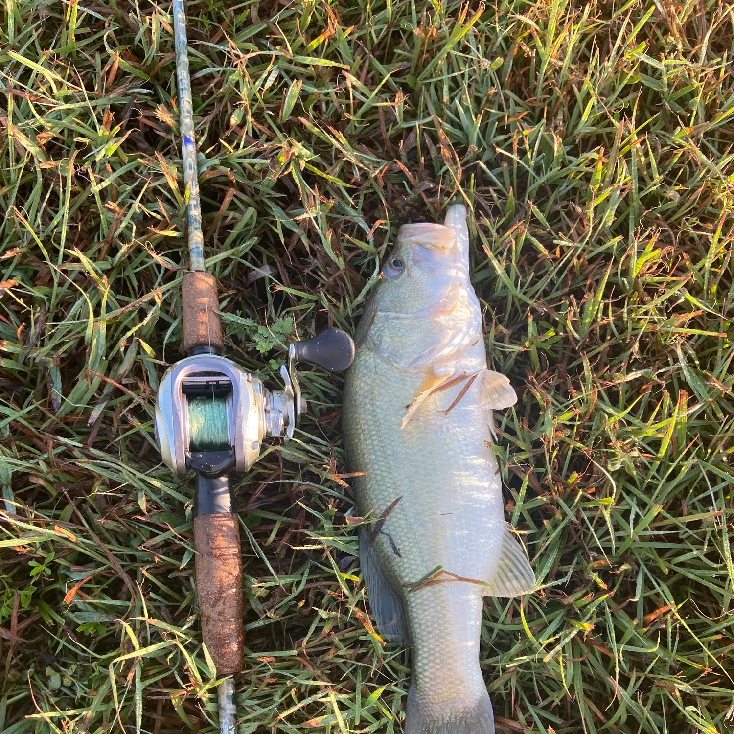 Fish caught on Fishbrain
