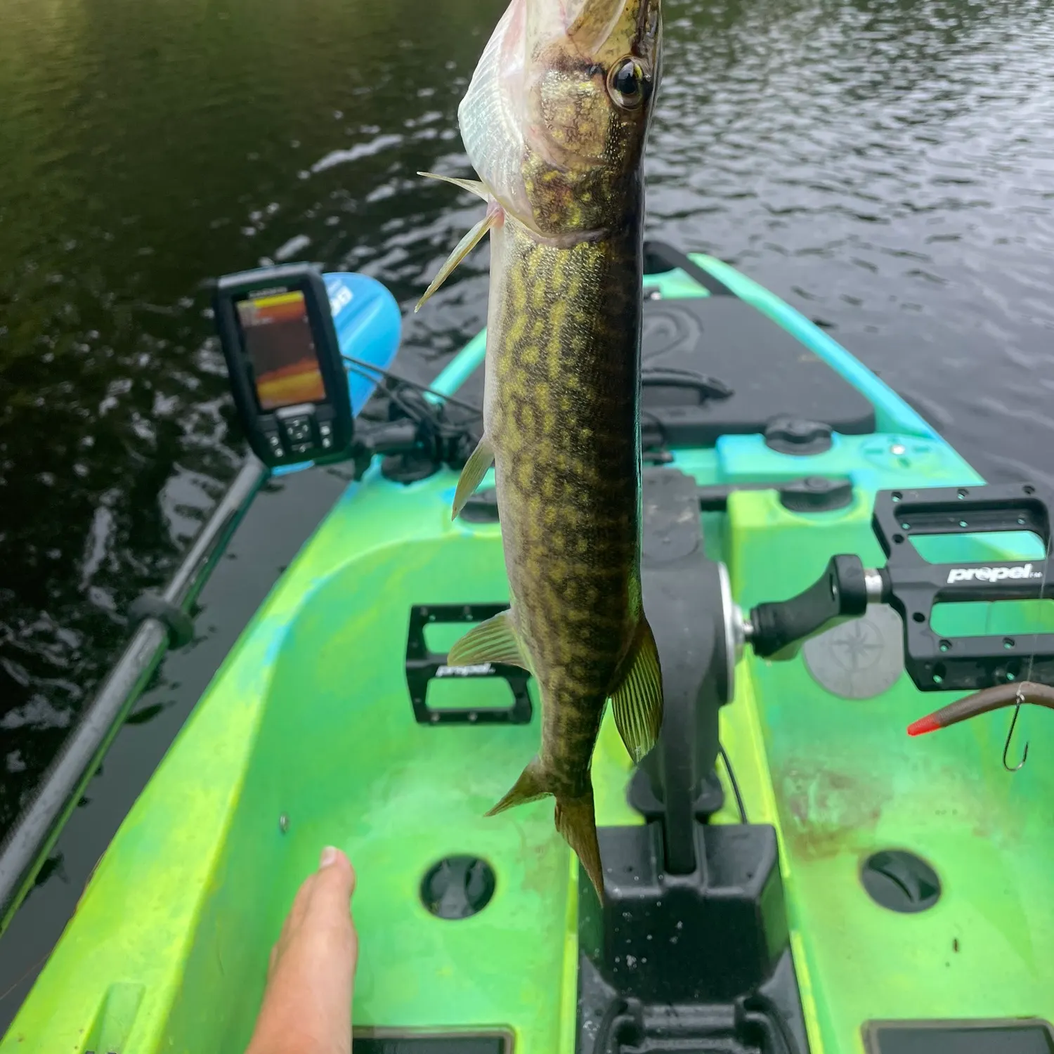 Chain pickerel caught on Fishbrain