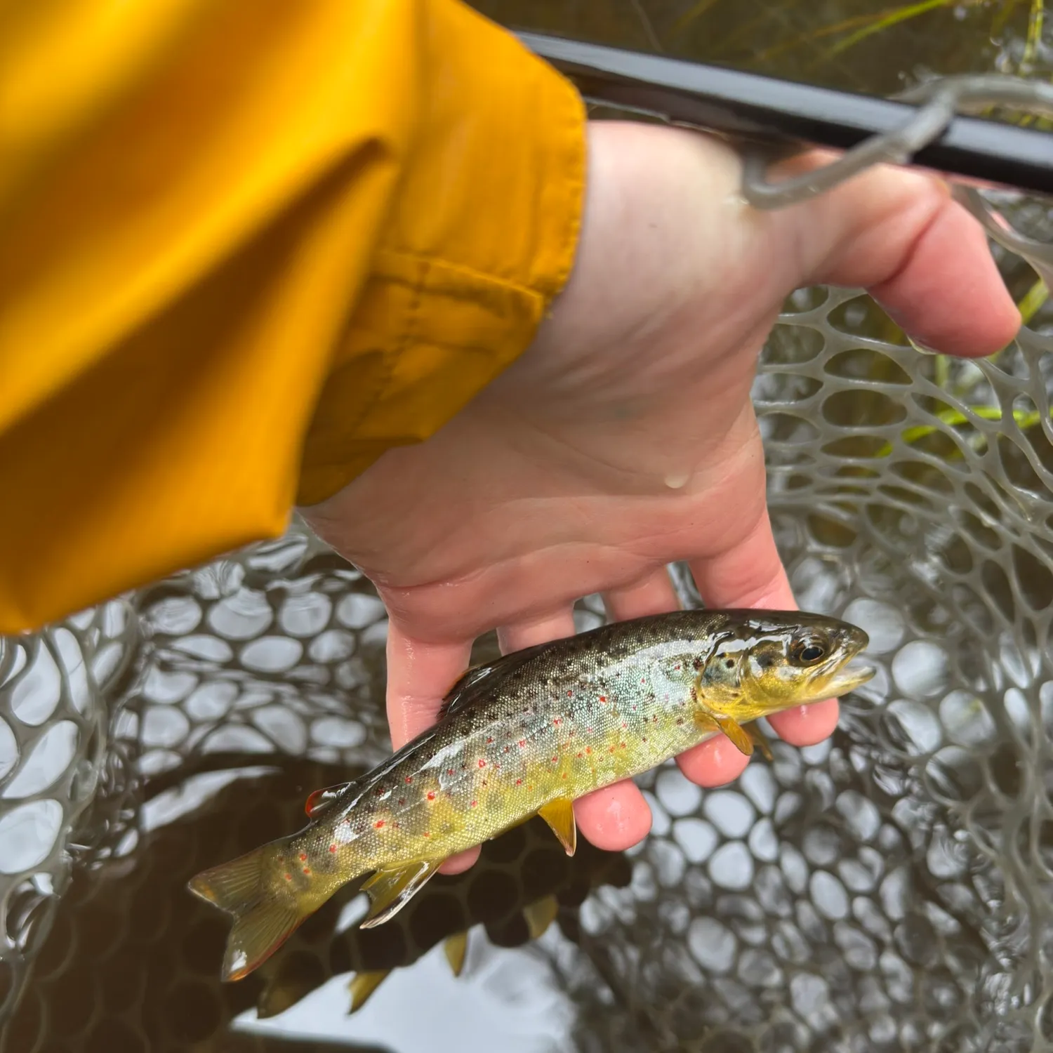 Brown trout caught on Fishbrain