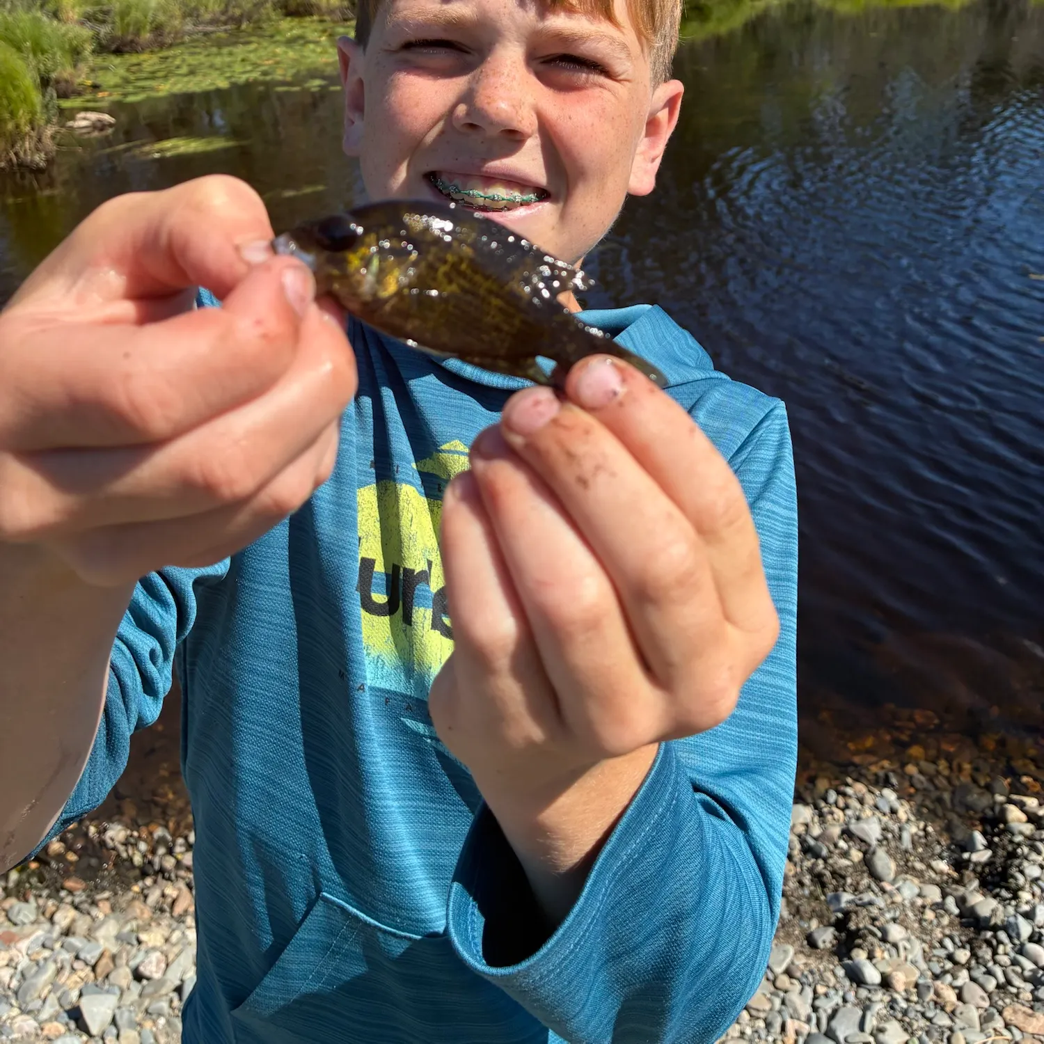 Rock bass caught on Fishbrain