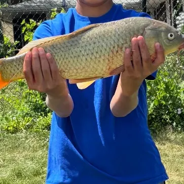 Common carp caught on Fishbrain