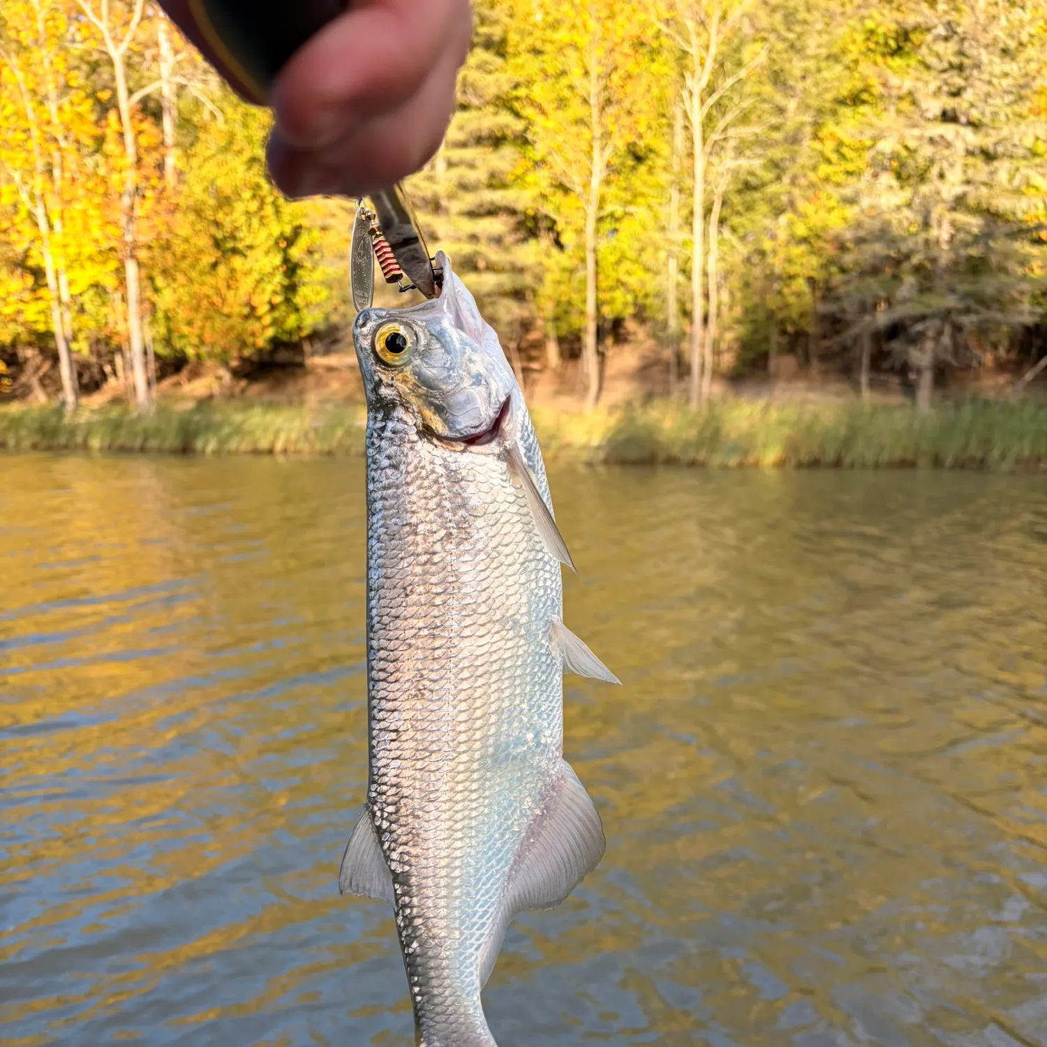 Mooneye caught on Fishbrain