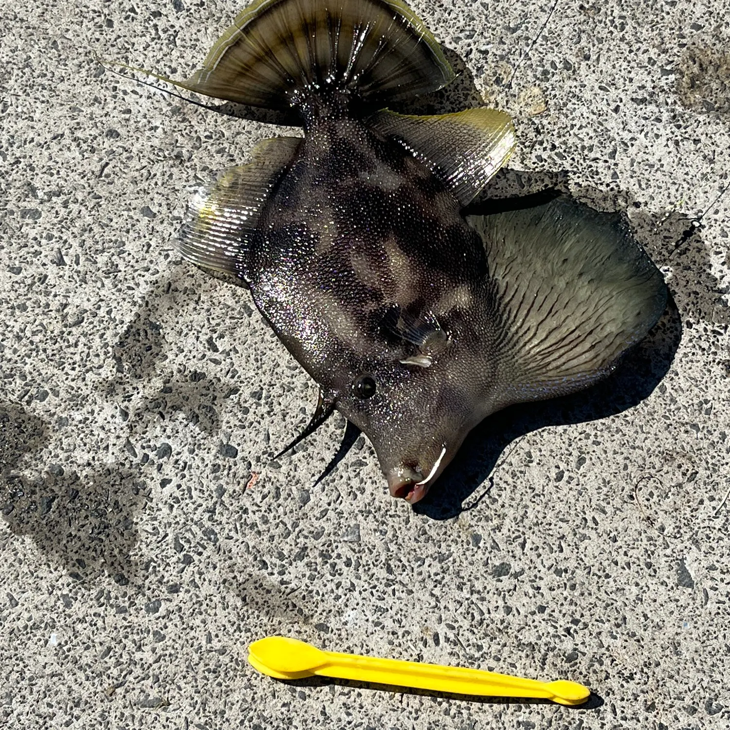 The most recent Fan-bellied leatherjacket catches on Fishbrain