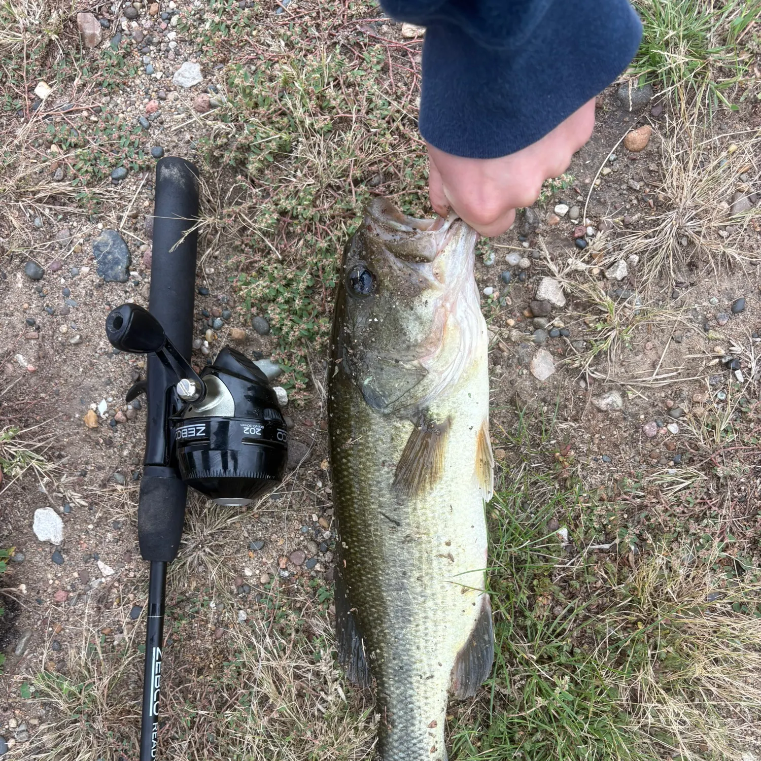 Largemouth bass caught on Fishbrain