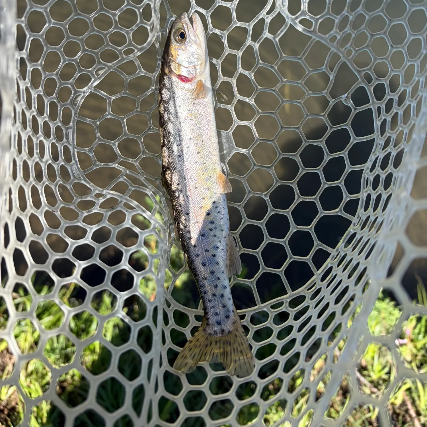 The most recent Lahontan cutthroat trout catches on Fishbrain
