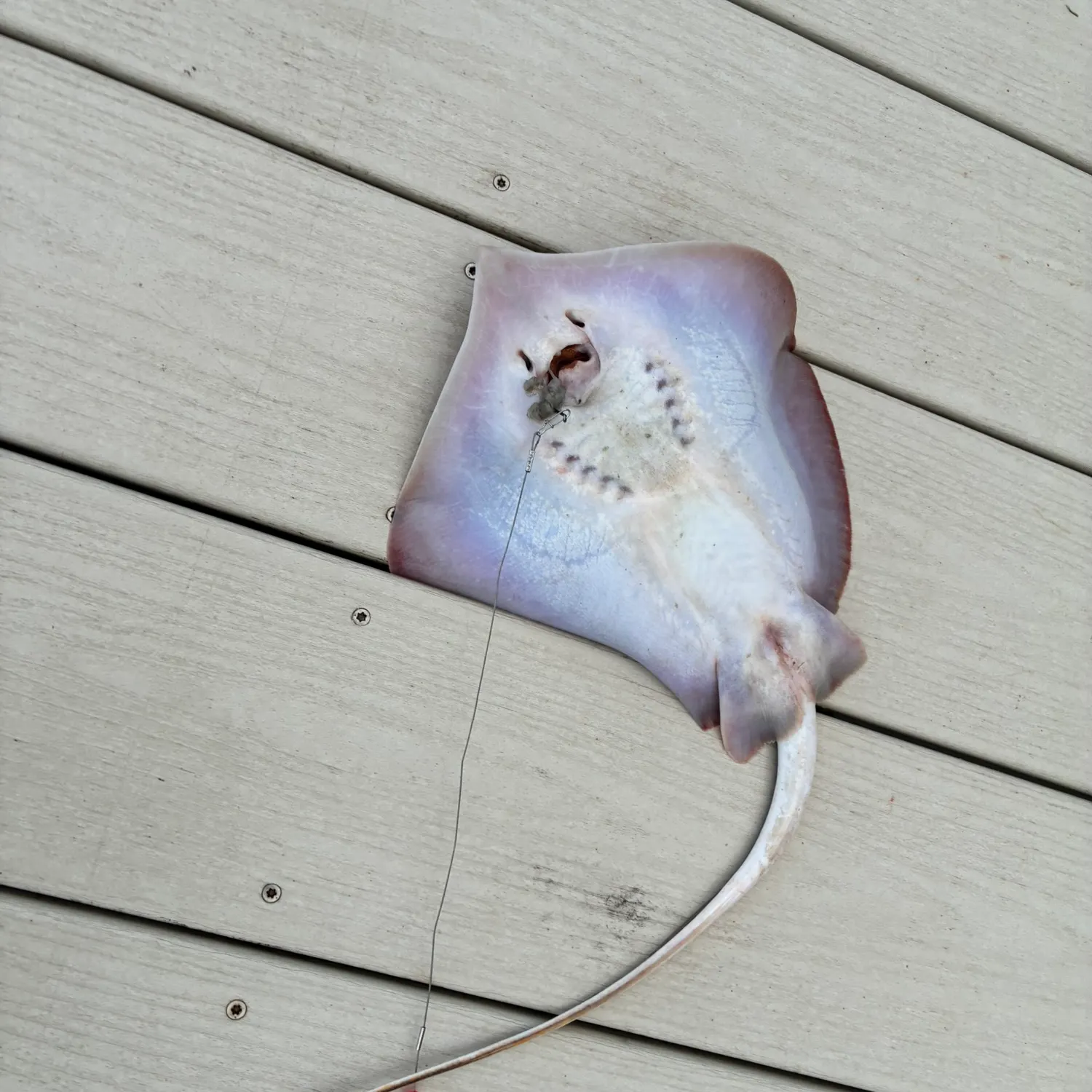 Atlantic stingray caught on Fishbrain