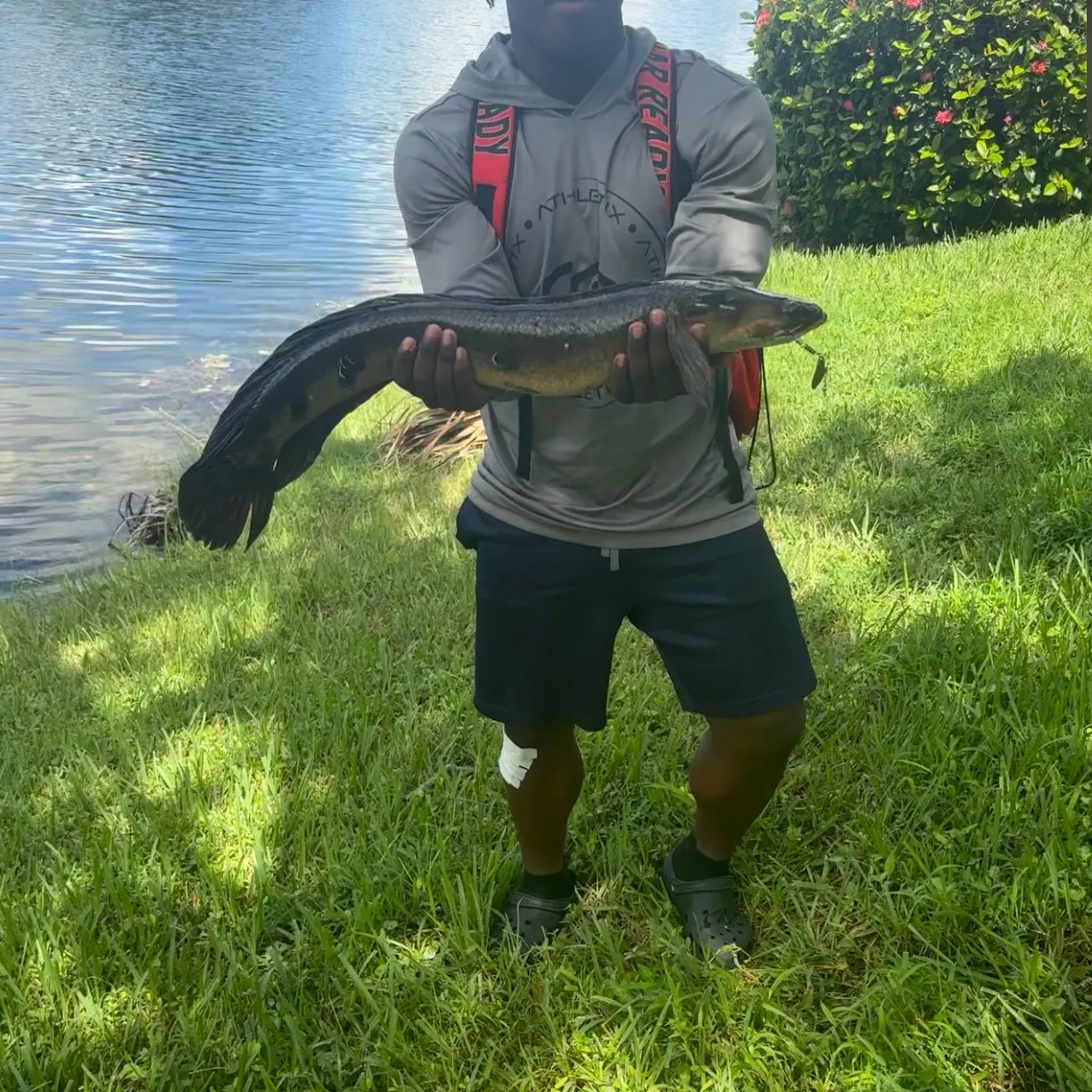 The most recent Bullseye snakehead catches on Fishbrain