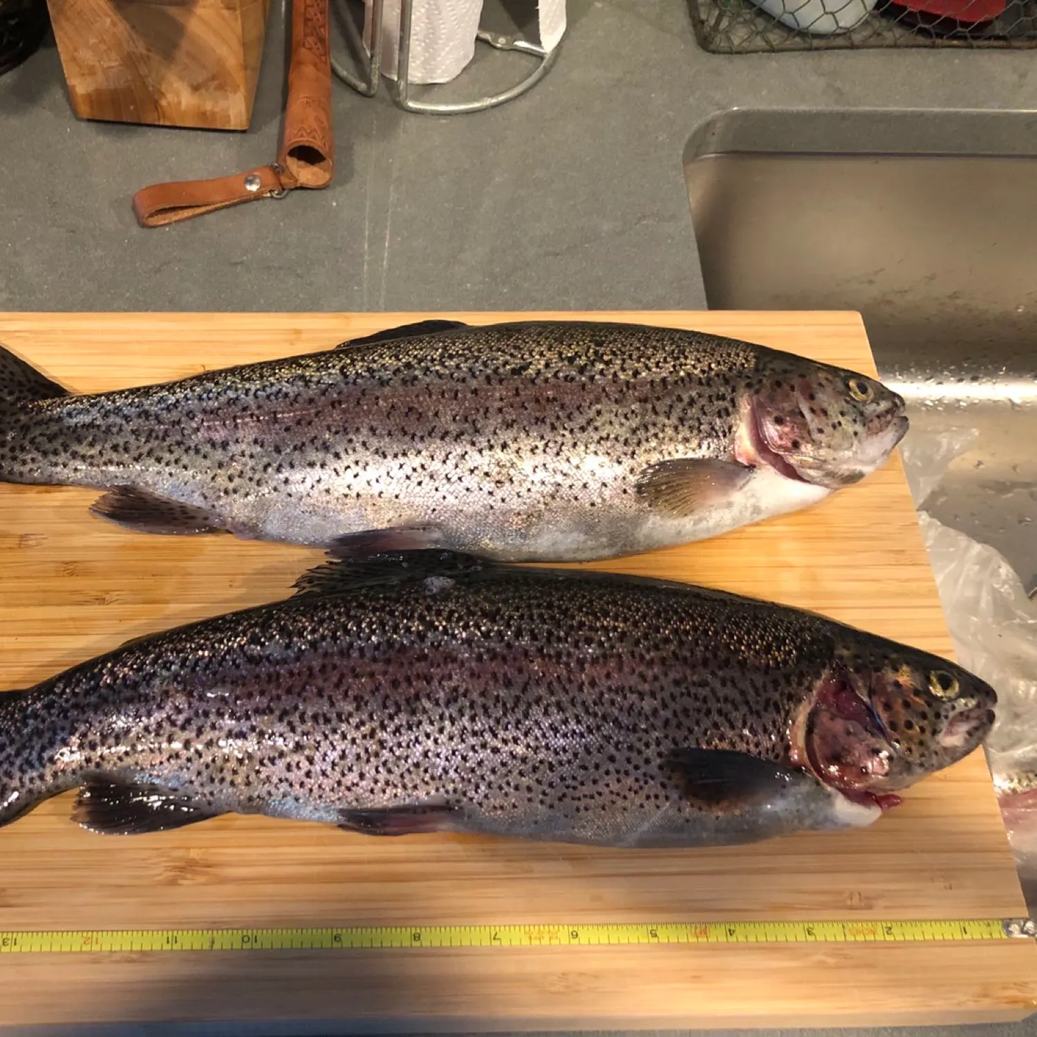 recently logged catches