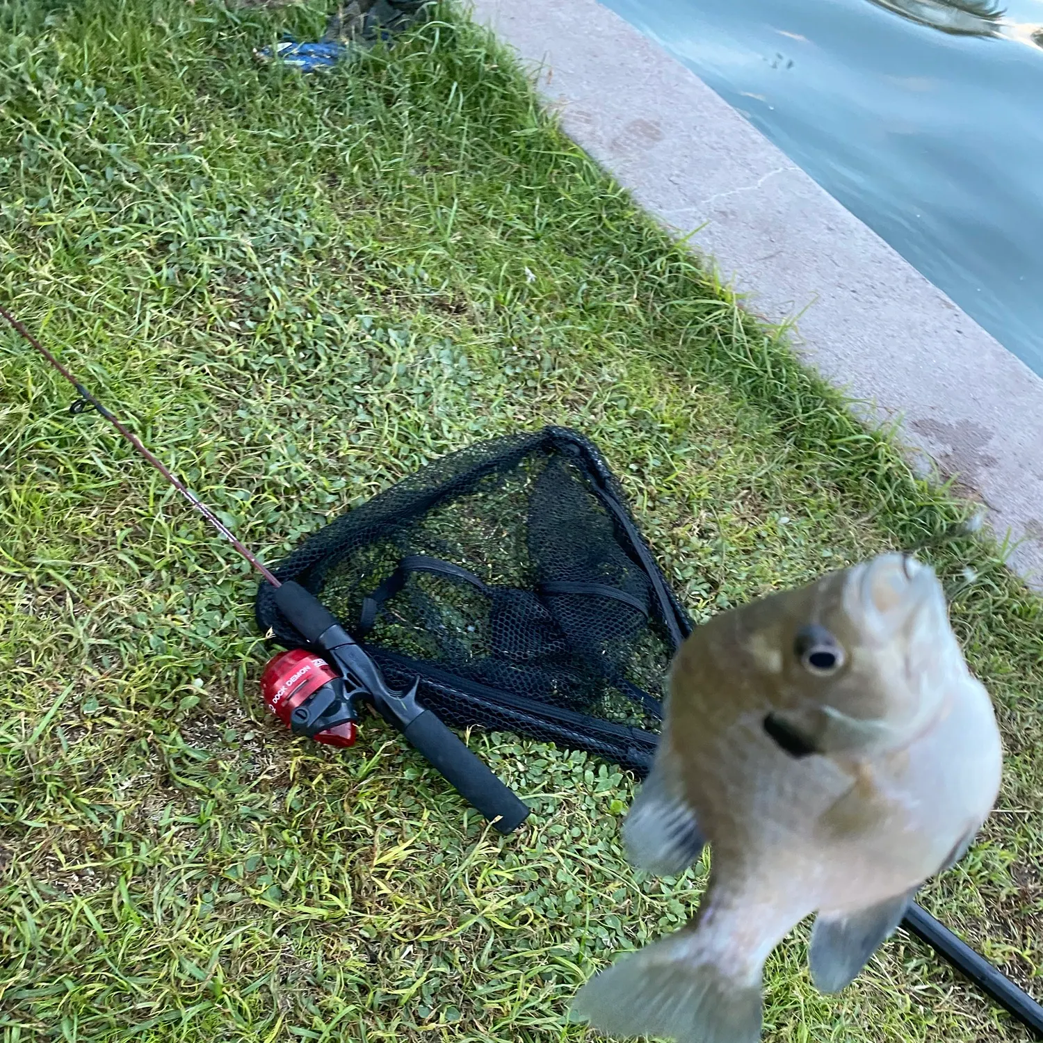 Bluegill caught on Fishbrain