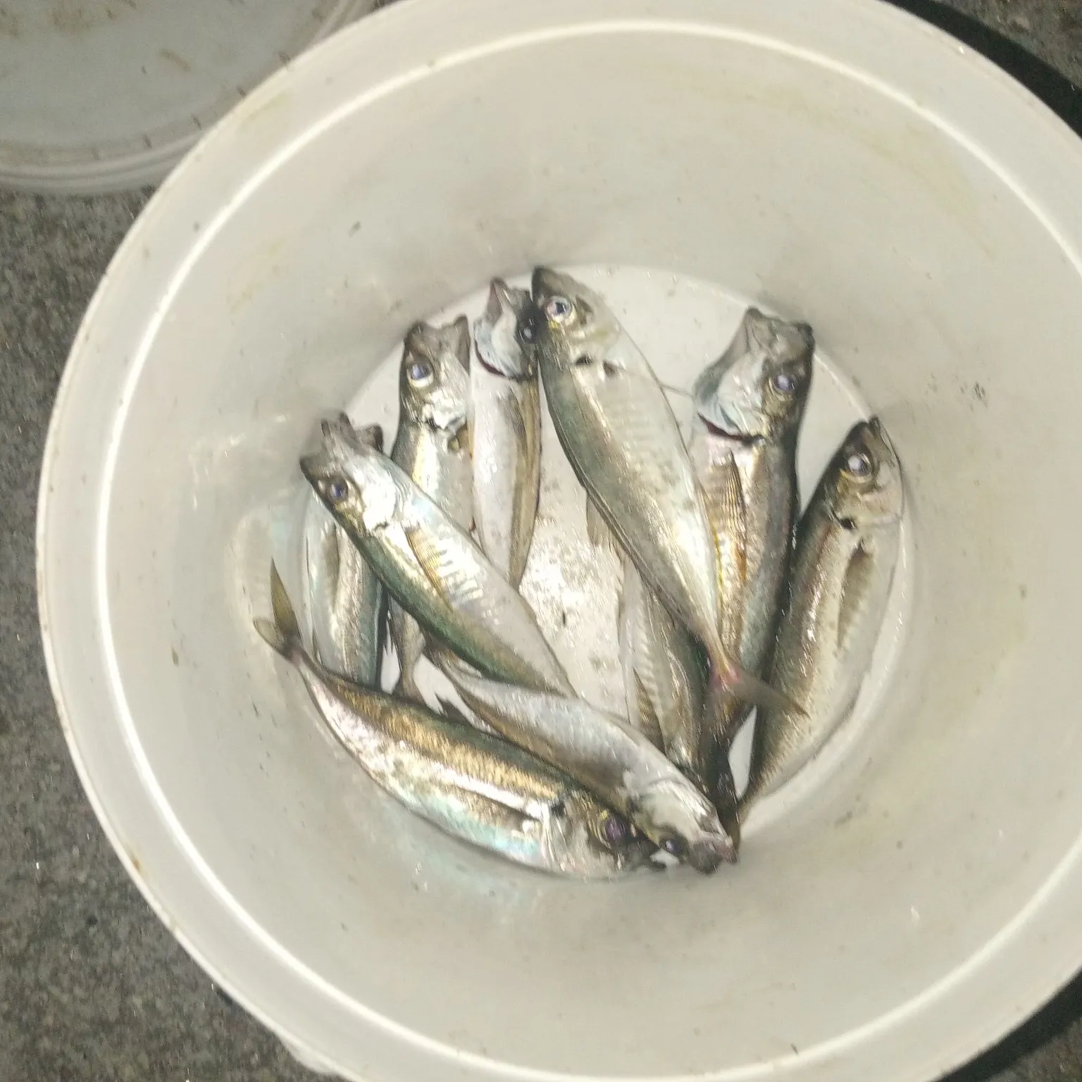 The most recent Mediterranean horse mackerel catches on Fishbrain