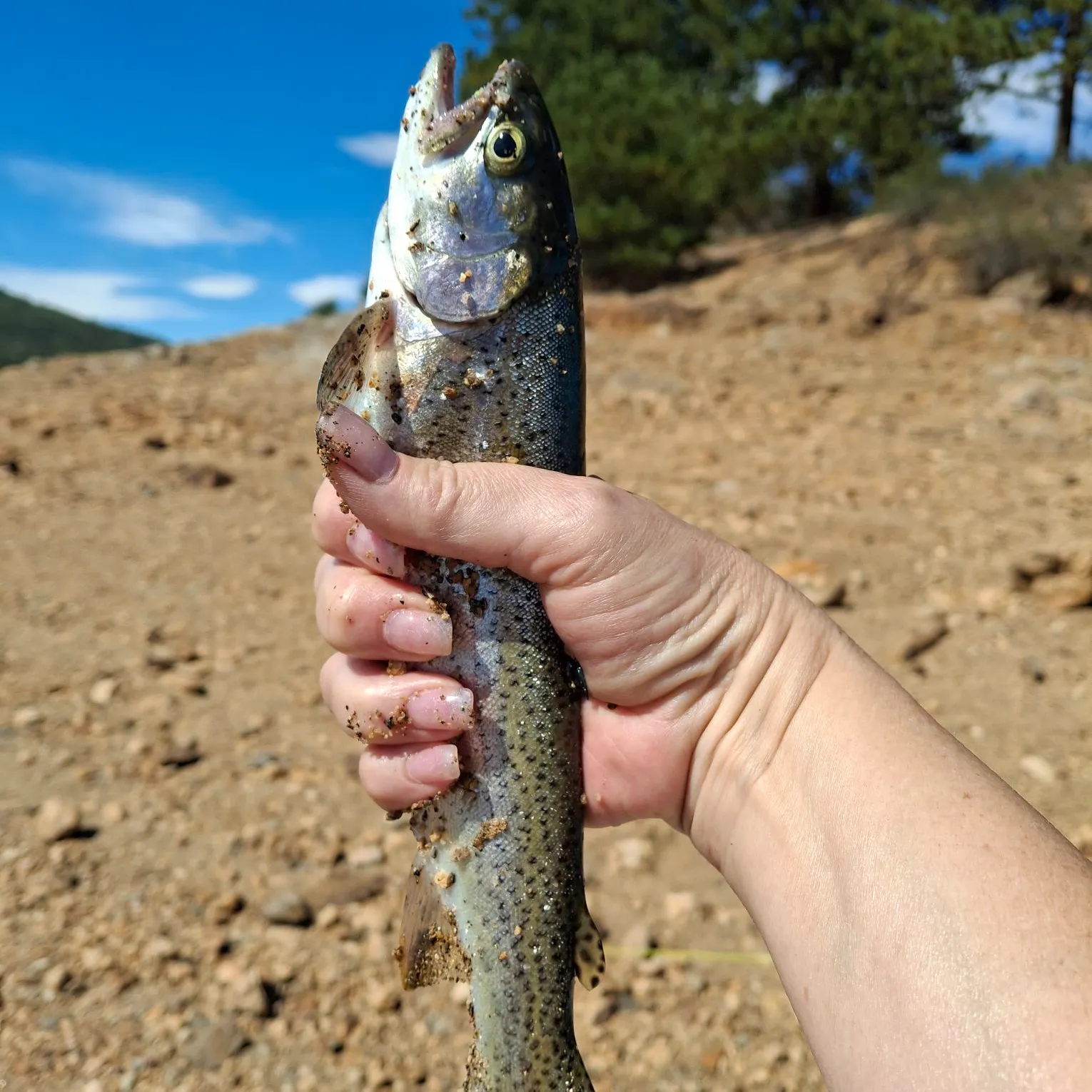 Rainbow trout caught on Fishbrain