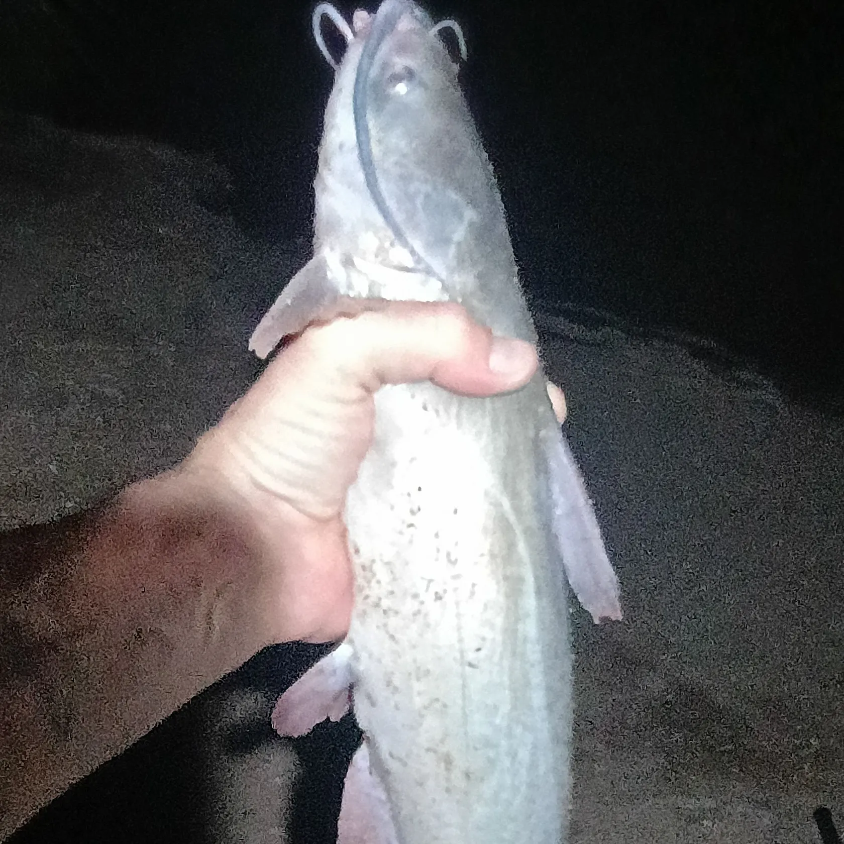 Channel catfish caught on Fishbrain