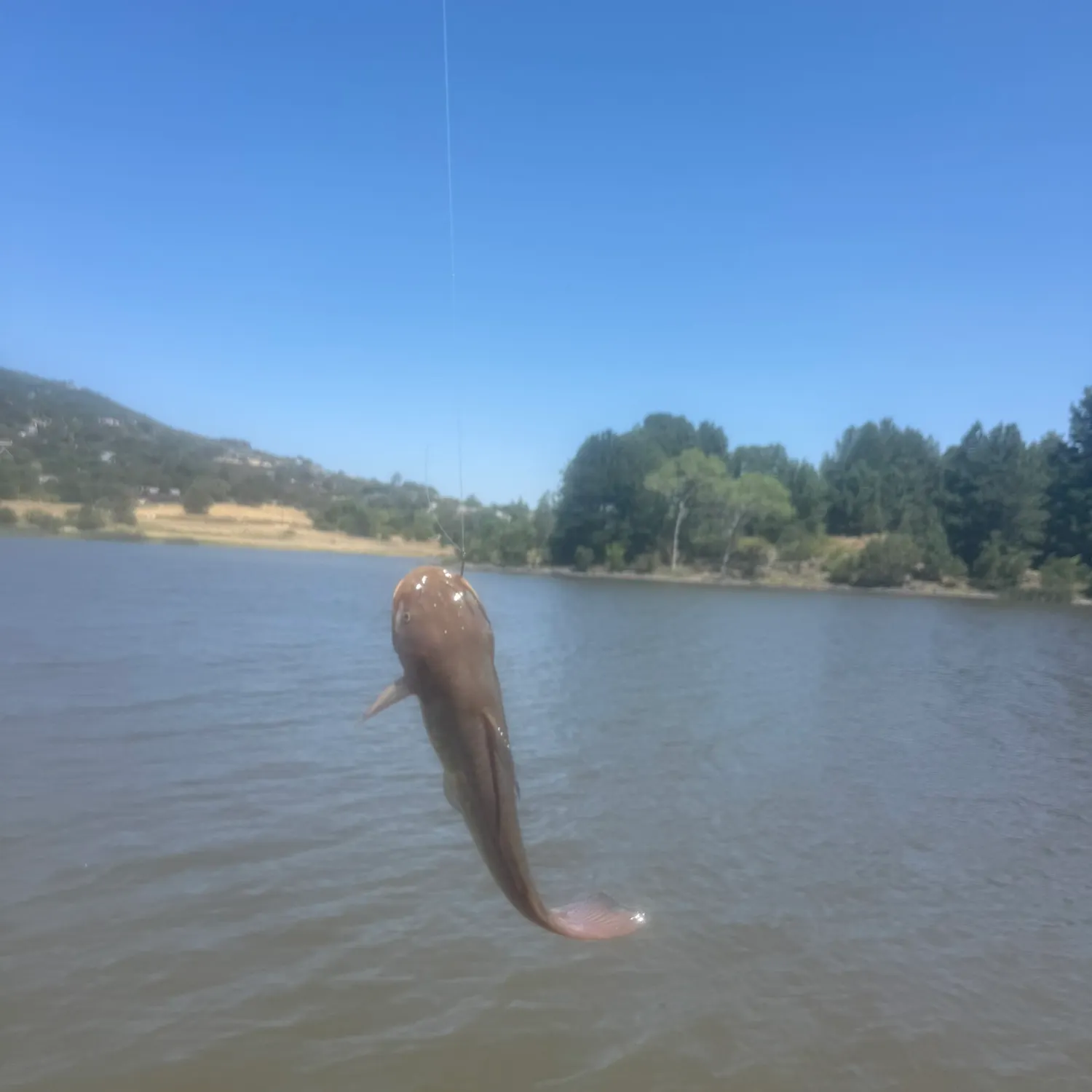 Fish caught on Fishbrain