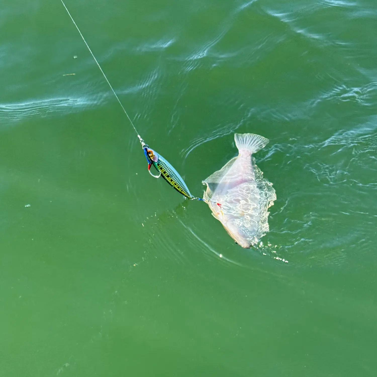 The most recent English sole catches on Fishbrain