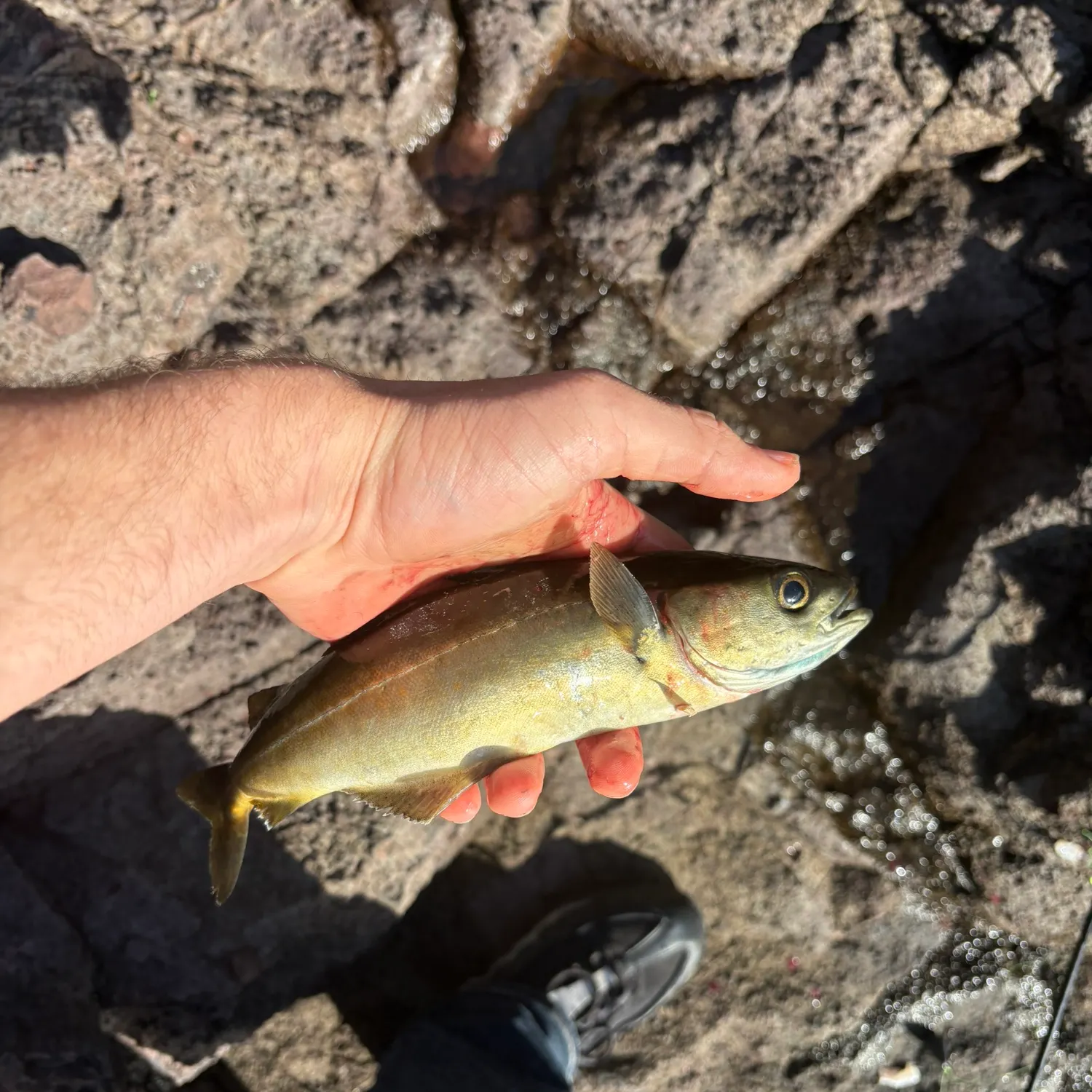 Atlantic pollock caught on Fishbrain
