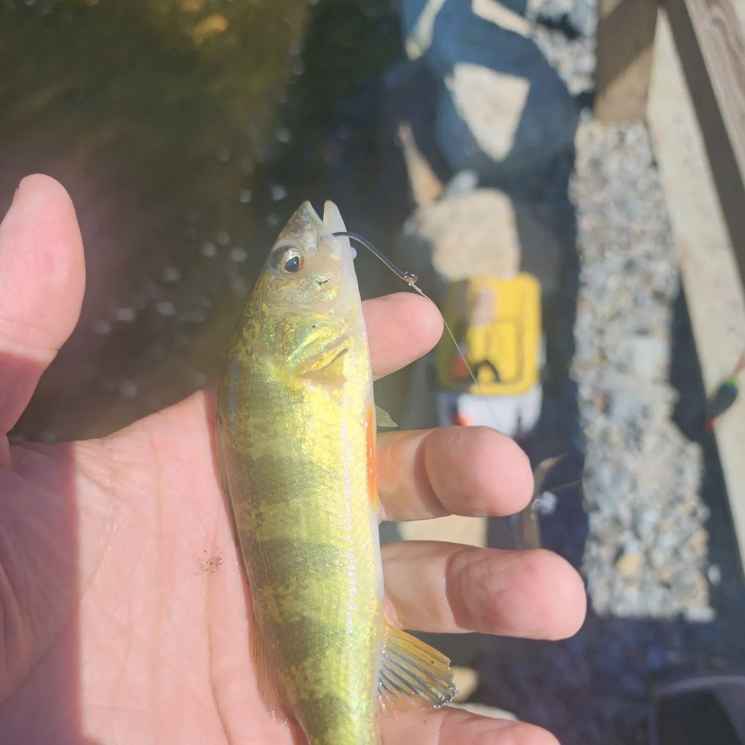Yellow perch caught on Fishbrain