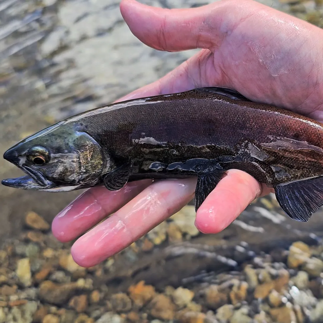 Kokanee salmon caught on Fishbrain