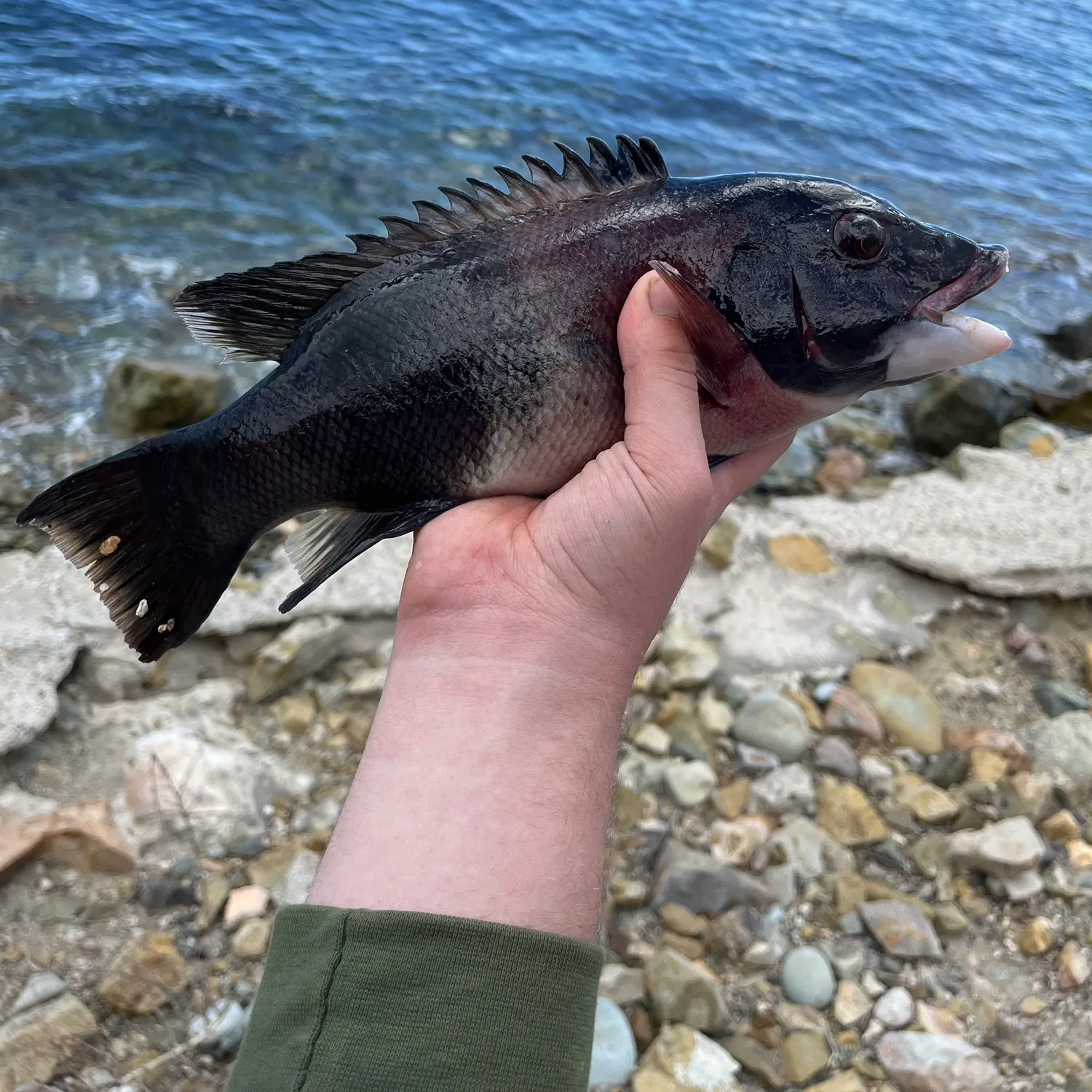 The most recent California sheephead catches on Fishbrain