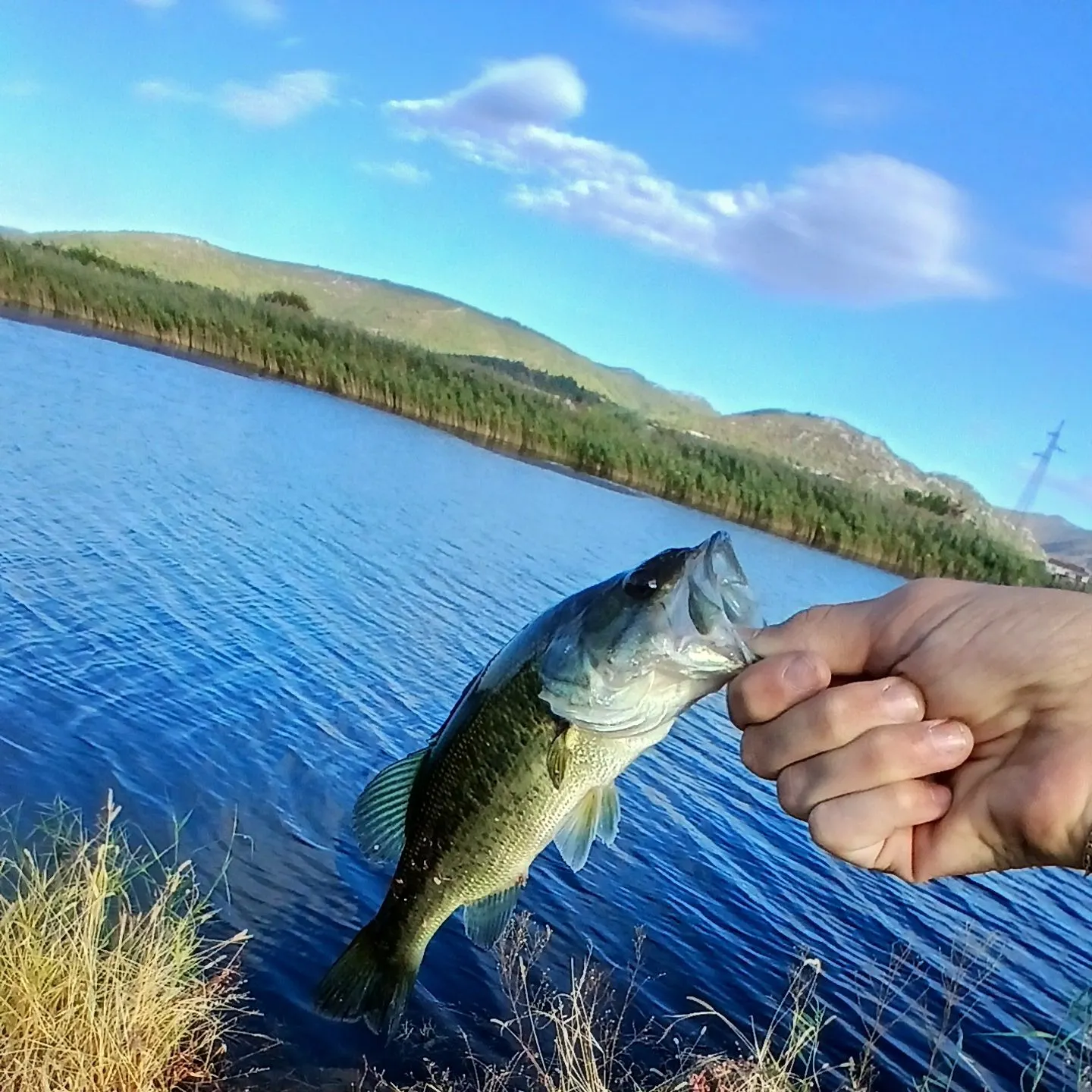 Fish caught on Fishbrain