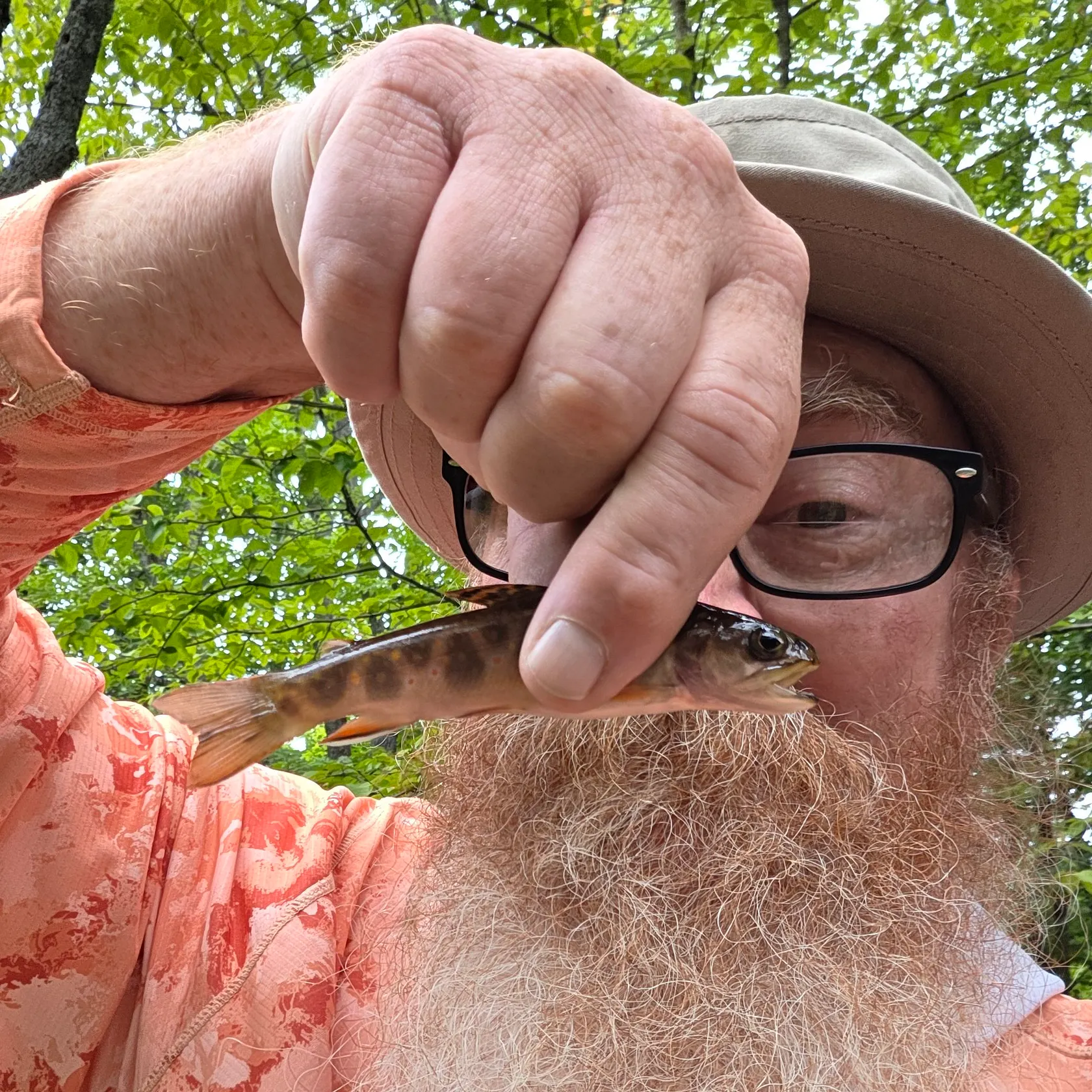 Brook trout caught on Fishbrain
