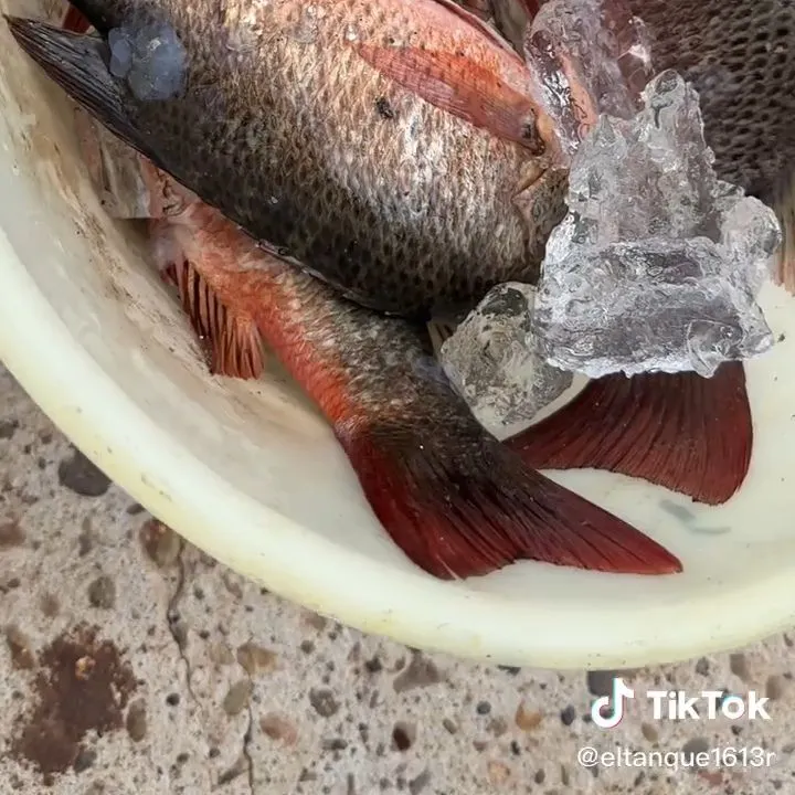 The most recent Common snook catches on Fishbrain