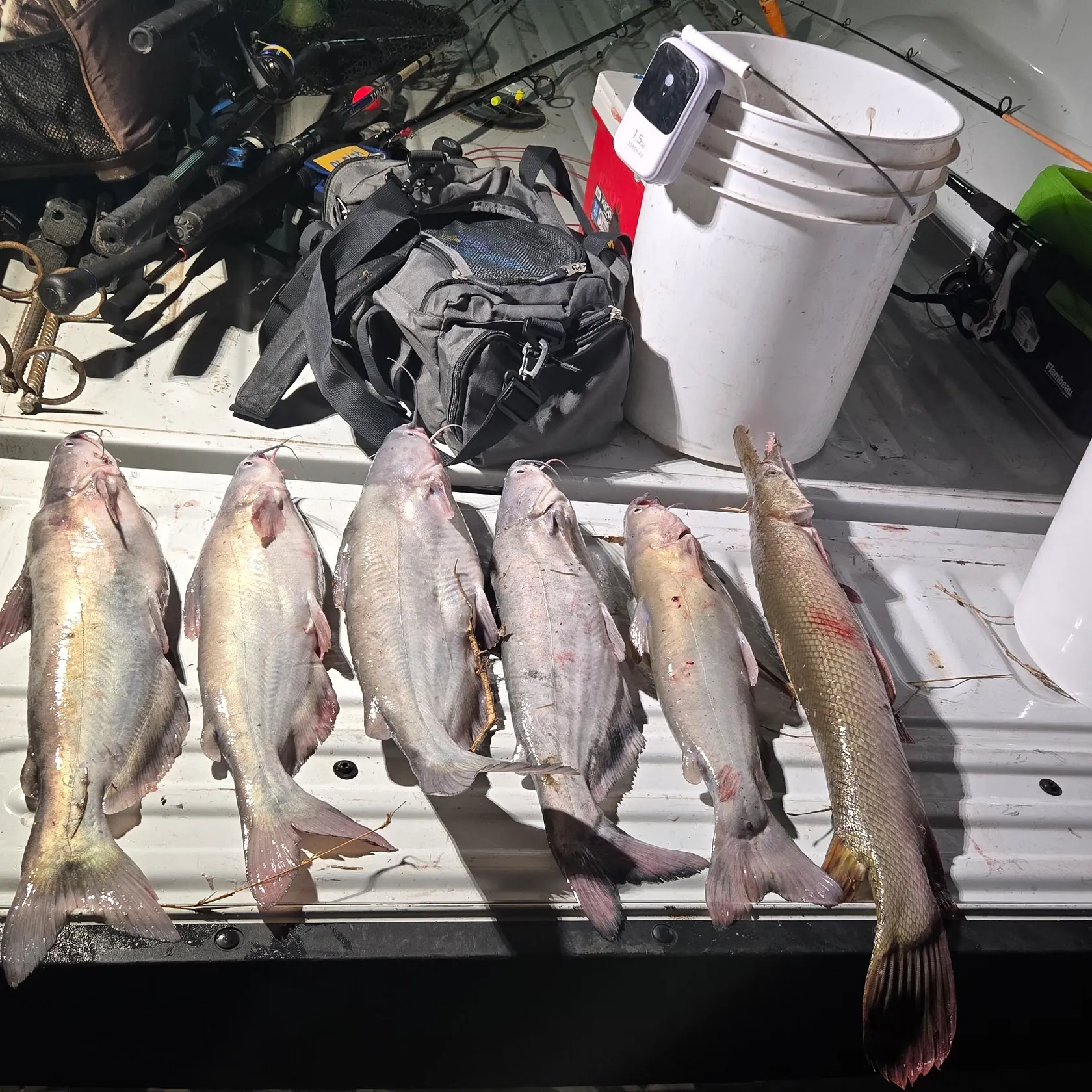recently logged catches