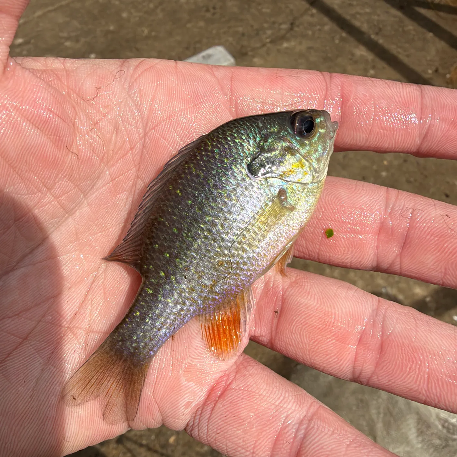 Plains longear sunfish caught on Fishbrain