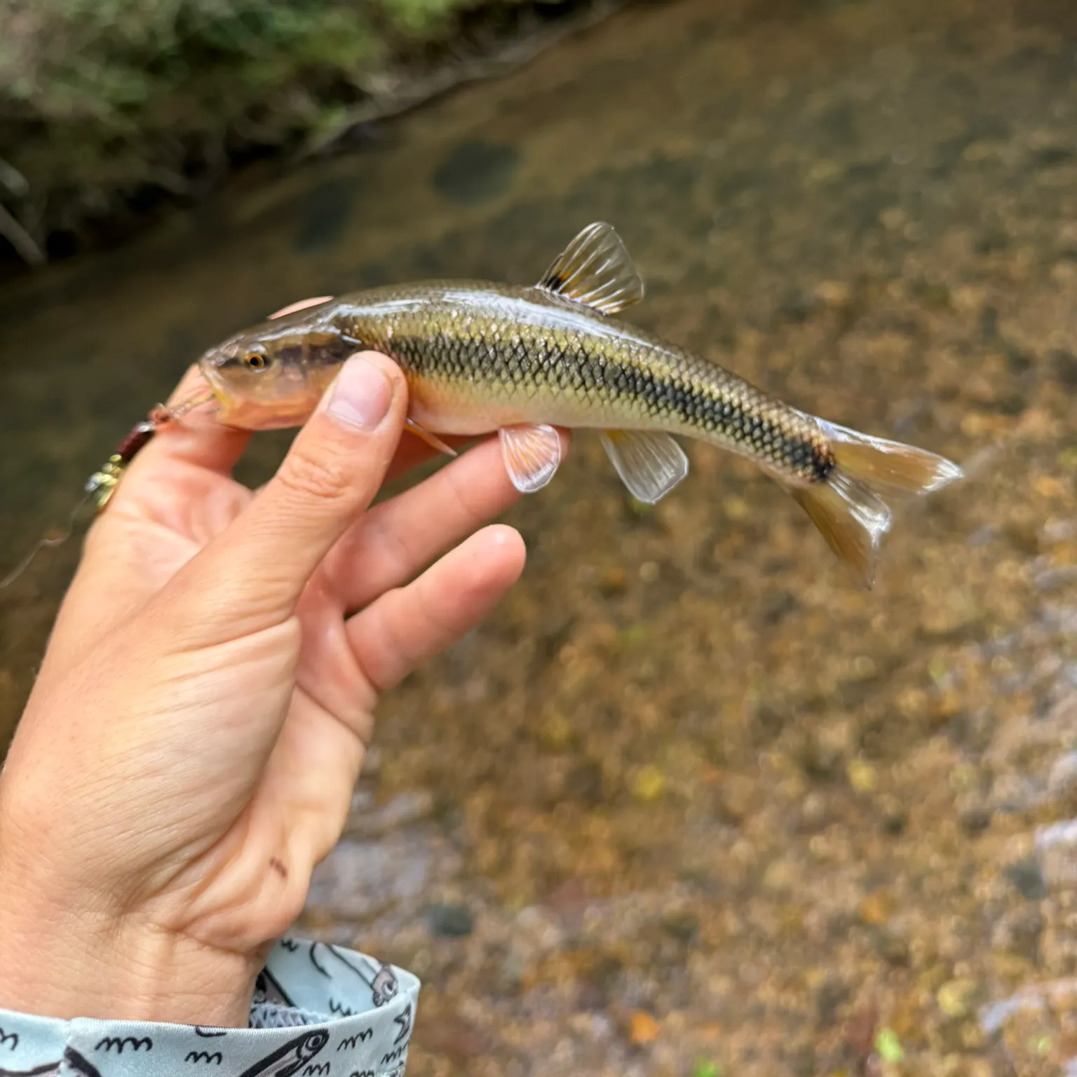 The most recent Creek chub catches on Fishbrain