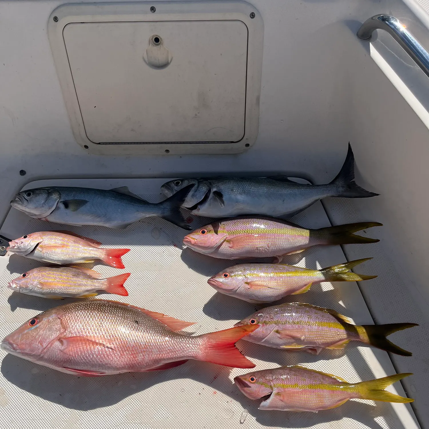 The most recent Mutton snapper catches on Fishbrain