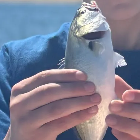 Bluefish caught on Fishbrain