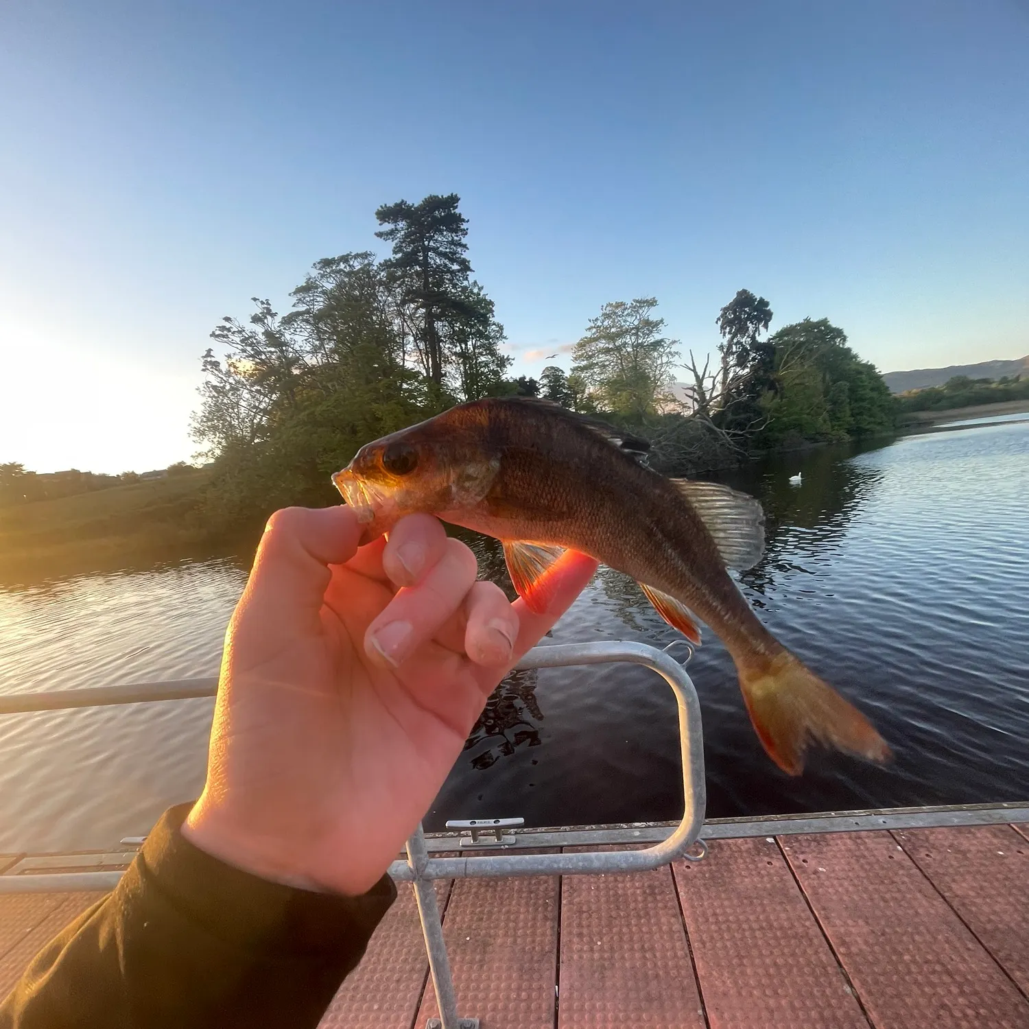 catch