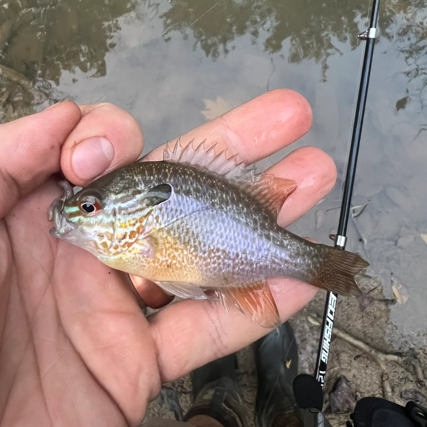 Longear sunfish caught on Fishbrain