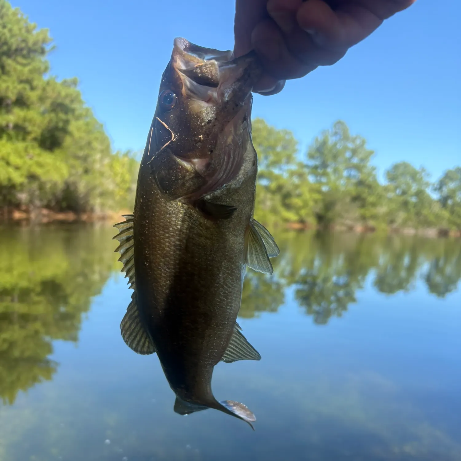 Largemouth bass caught on Fishbrain