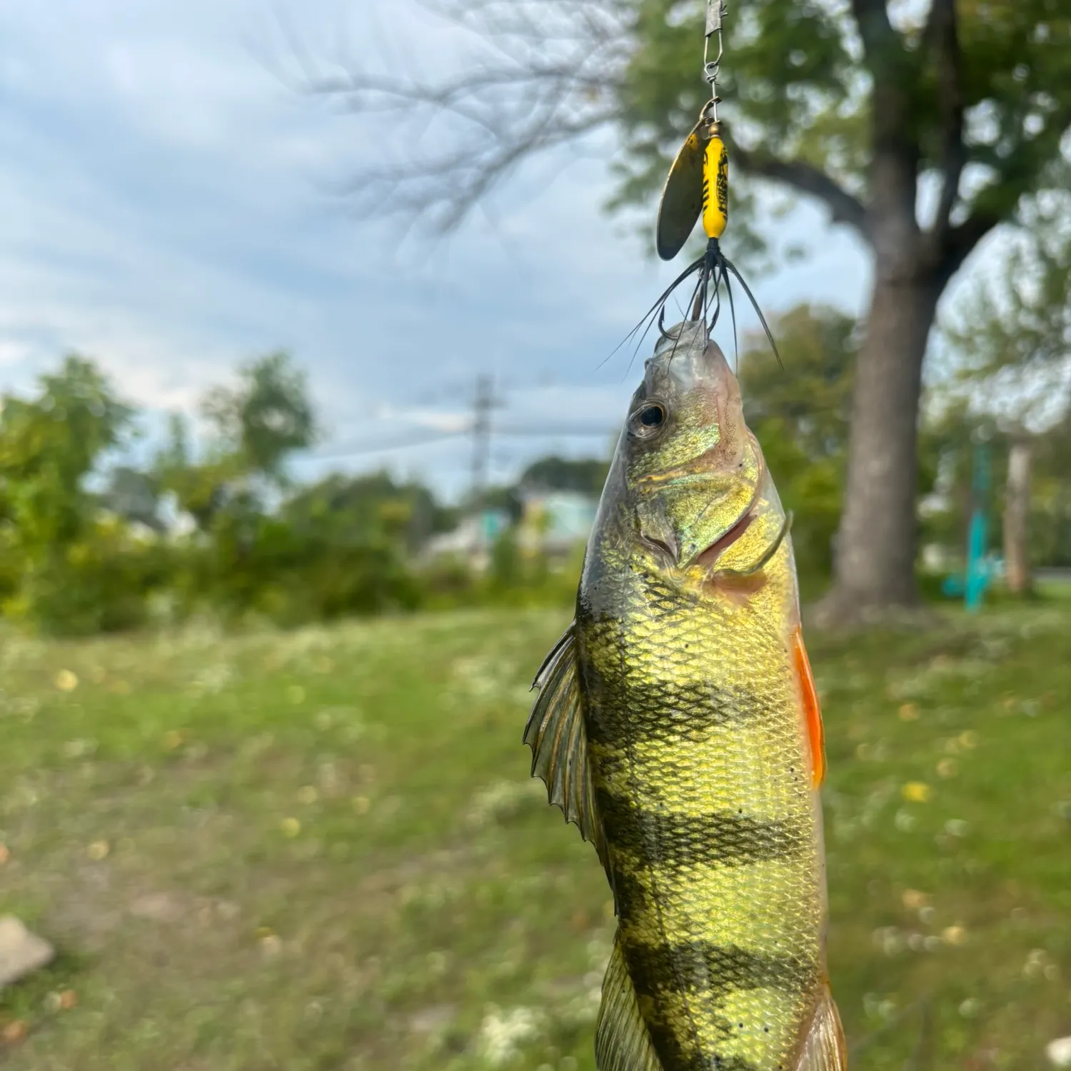 Yellow perch caught on Fishbrain