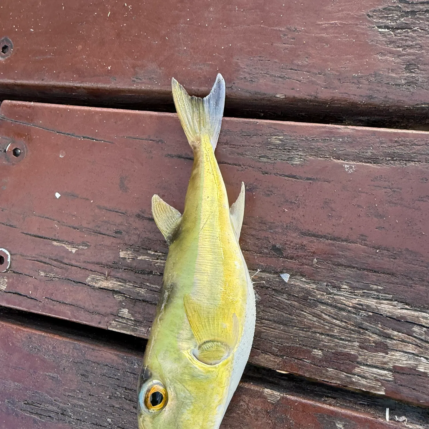 The most recent Common toadfish catches on Fishbrain