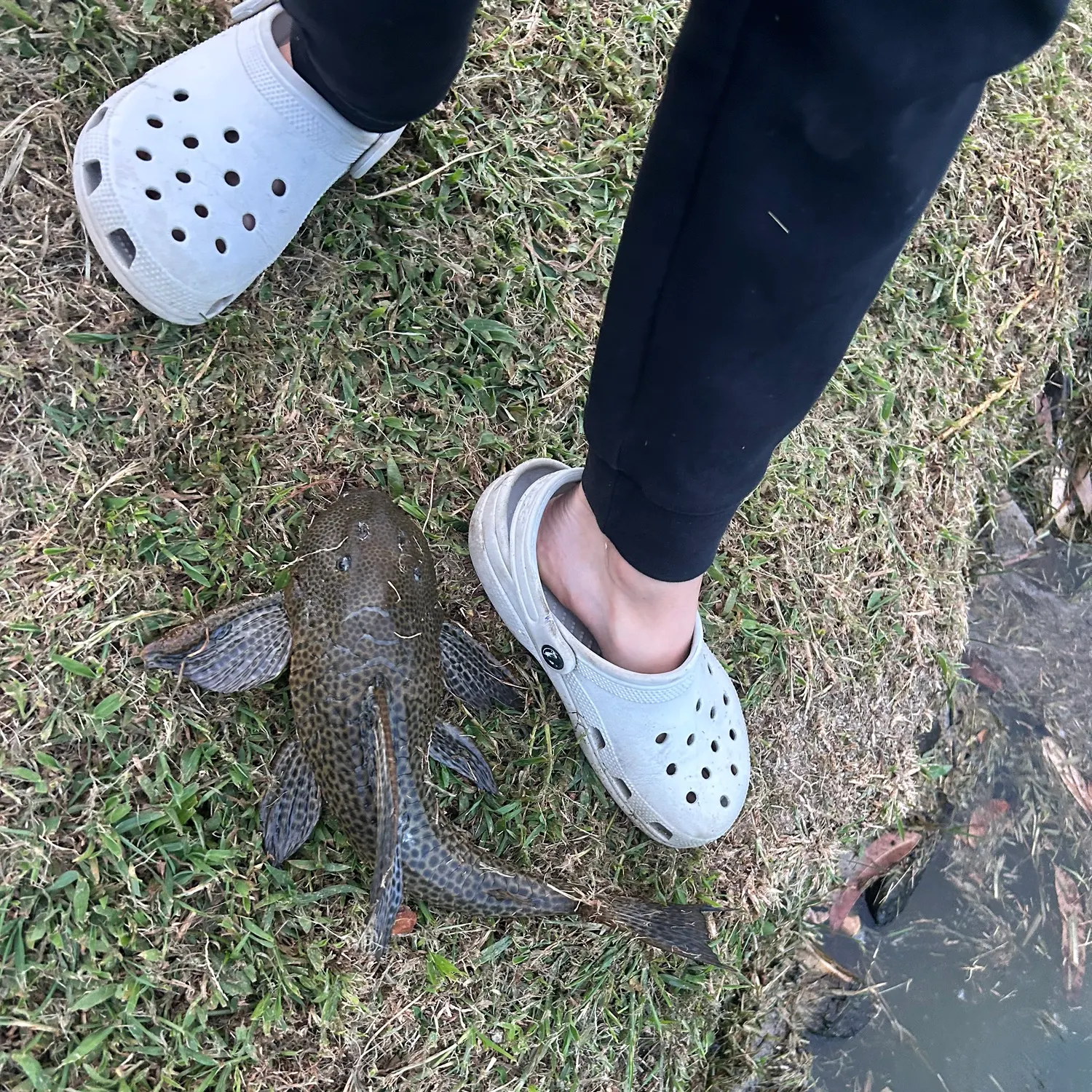 The most recent Suckermouth catfish catches on Fishbrain