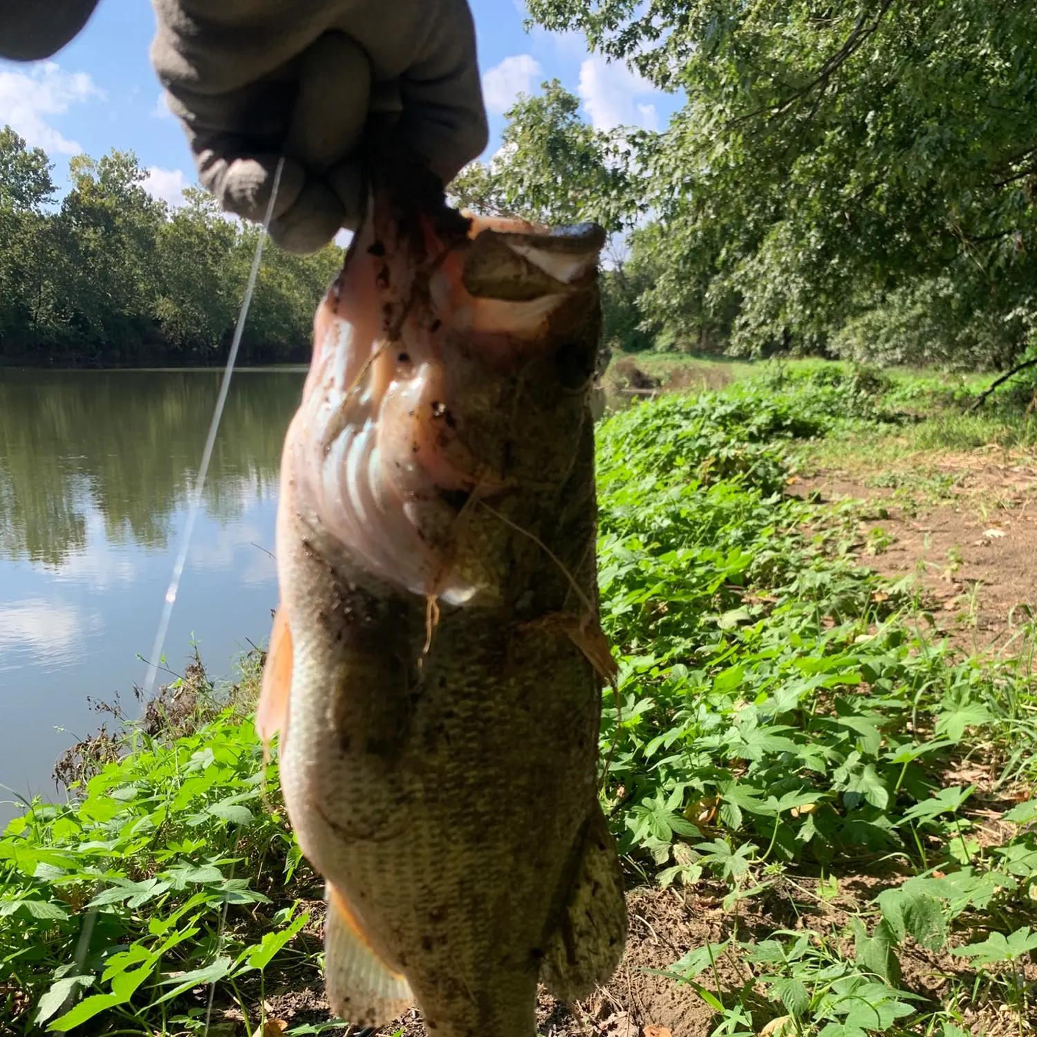 Largemouth bass caught on Fishbrain