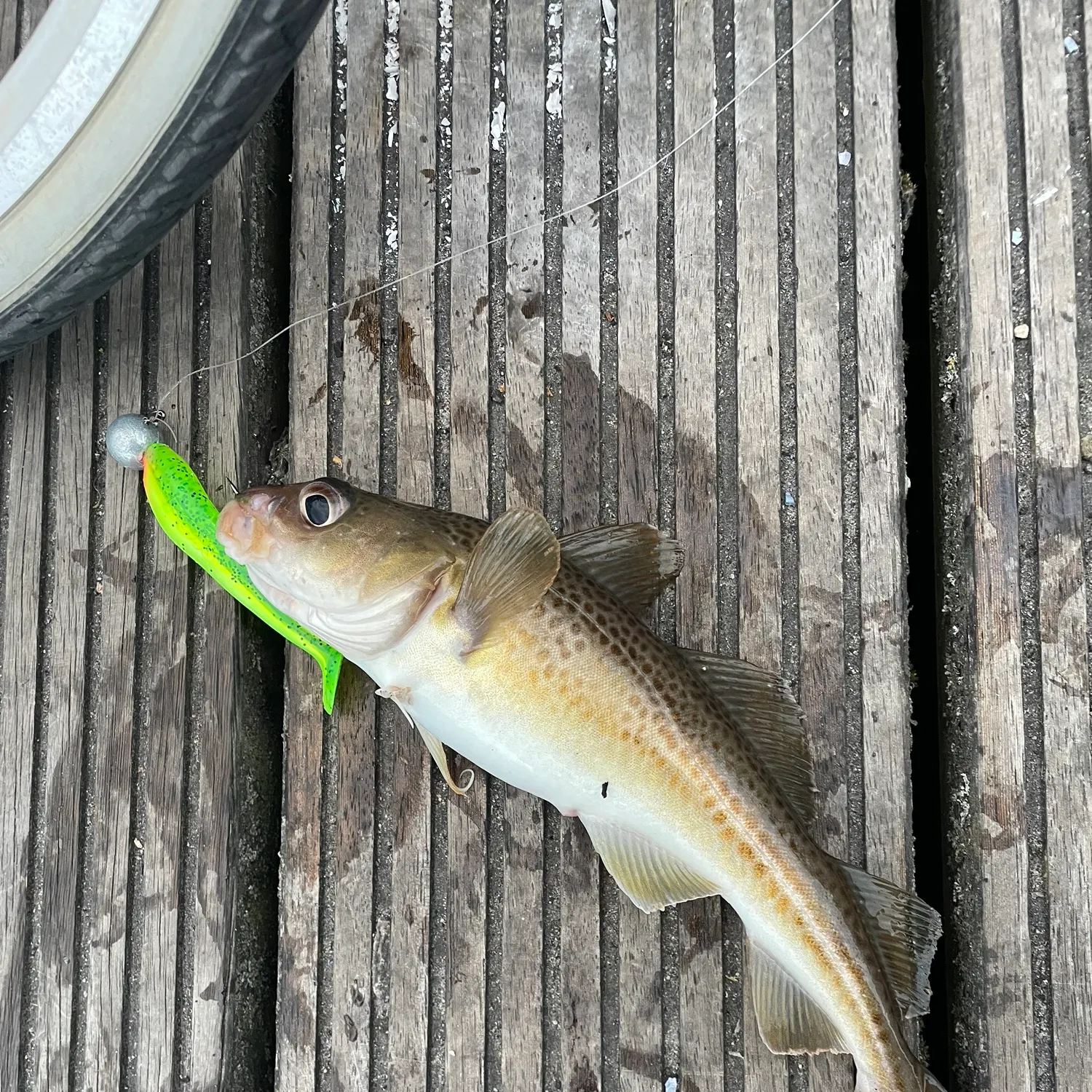 The most recent Atlantic cod catches on Fishbrain