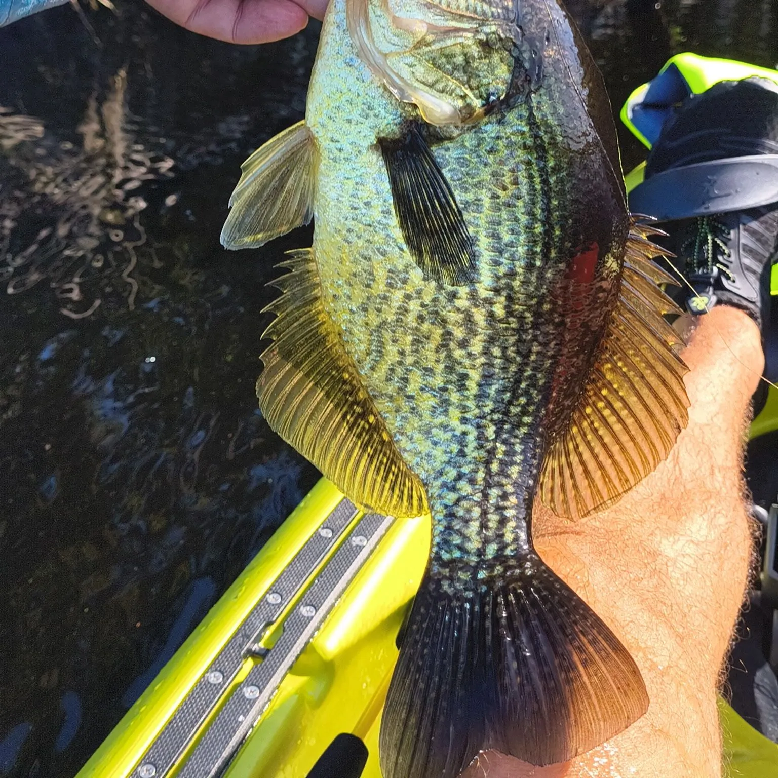 Black crappie caught on Fishbrain